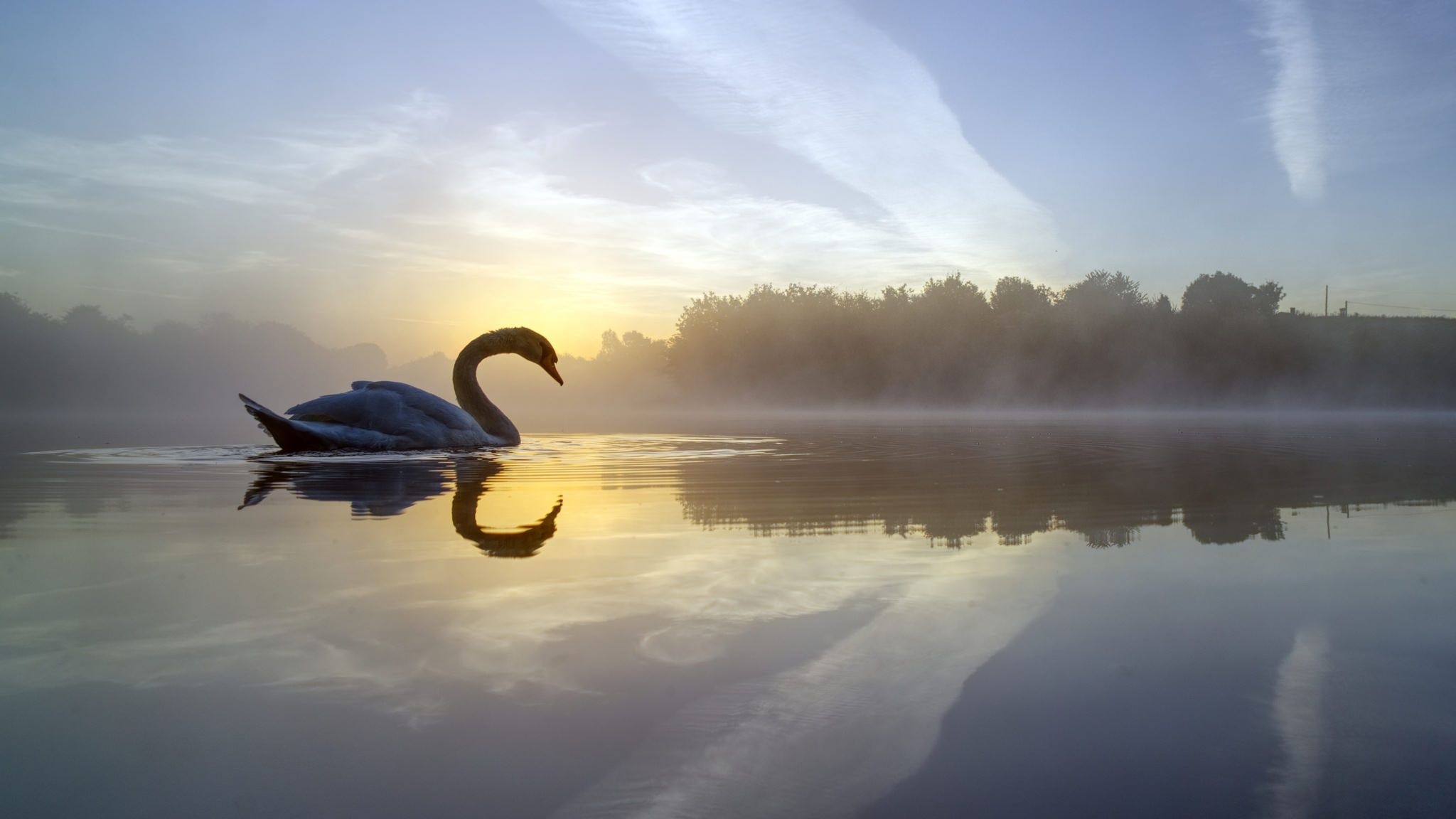 Swan lake, Serene water, Elegant bird, Reflective surface, 2050x1160 HD Desktop