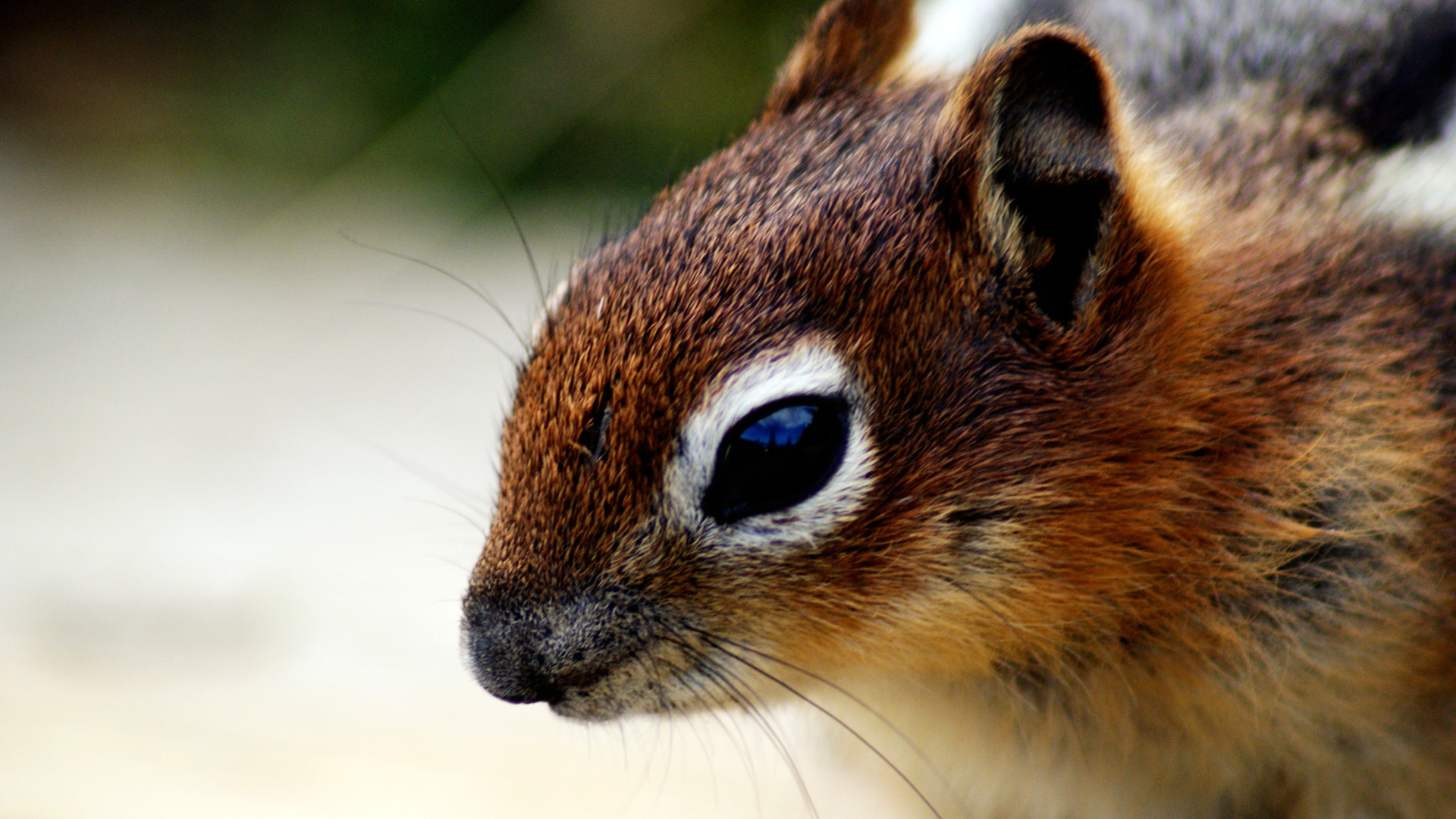 Chipmunk, Animals, Download, Images, 1920x1080 Full HD Desktop