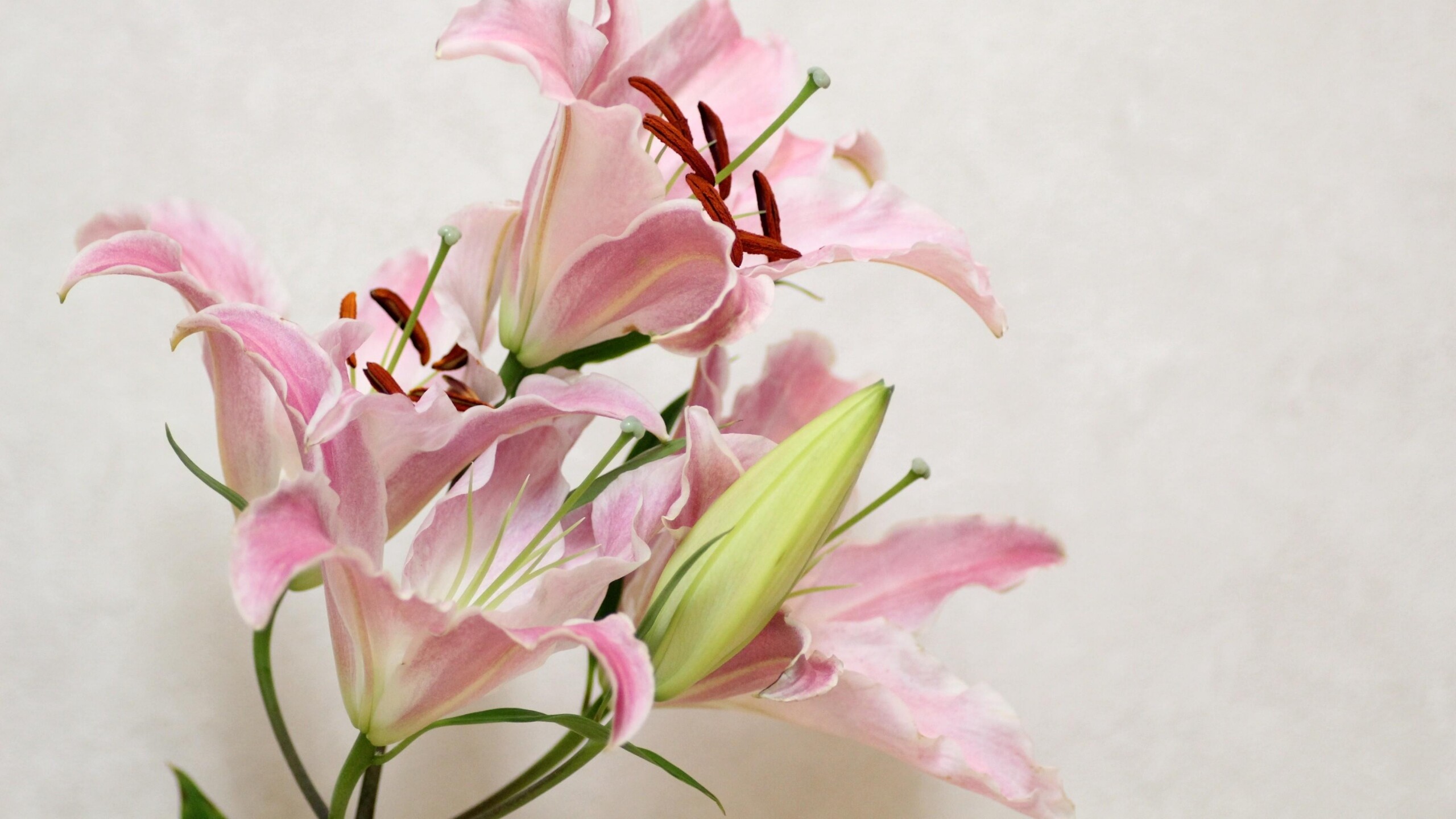 Casa Blanca, Lilies Wallpaper, 2560x1440 HD Desktop