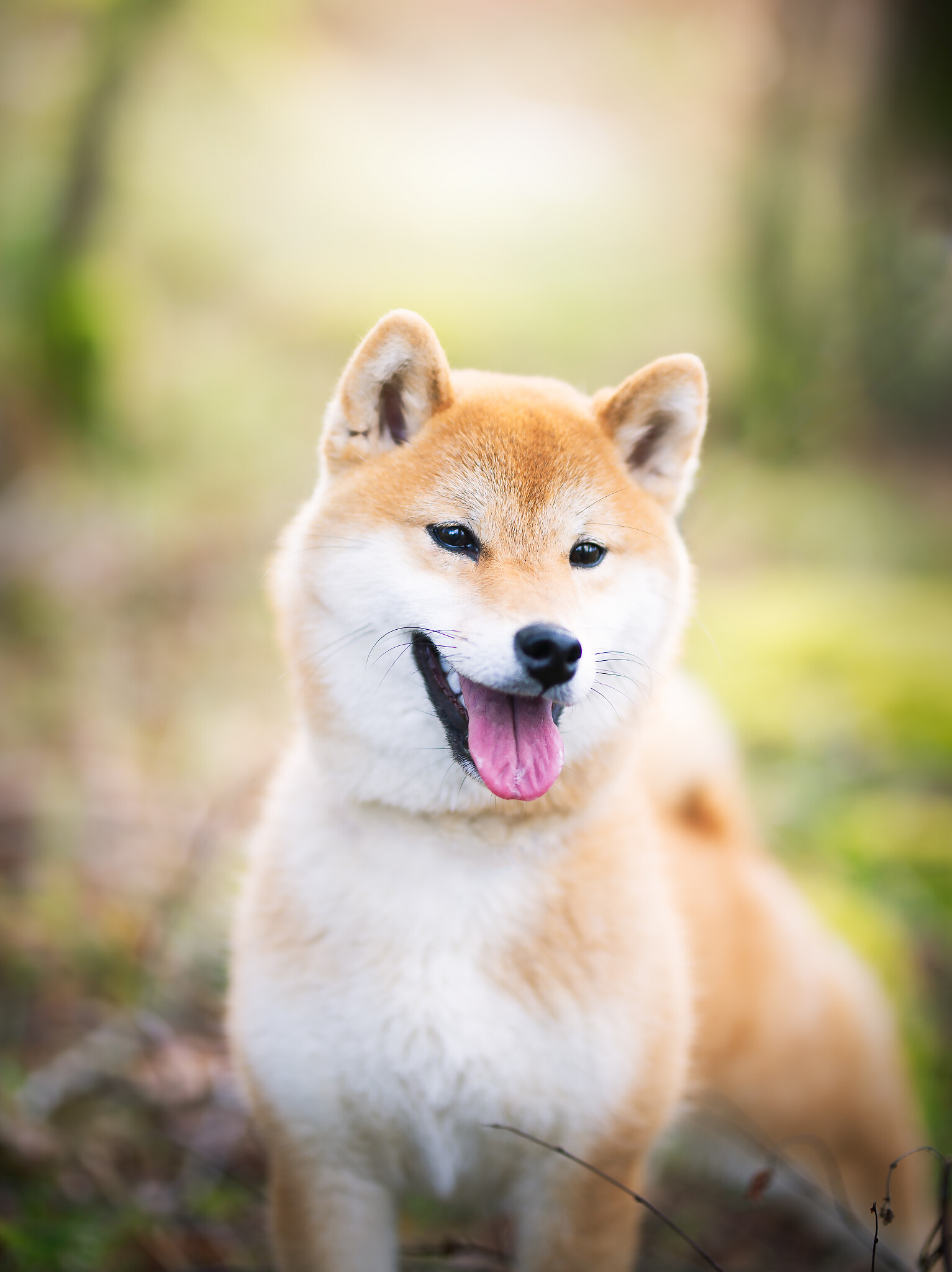 Shiba Inu, Dou Chai, Expensive, 1540x2050 HD Phone