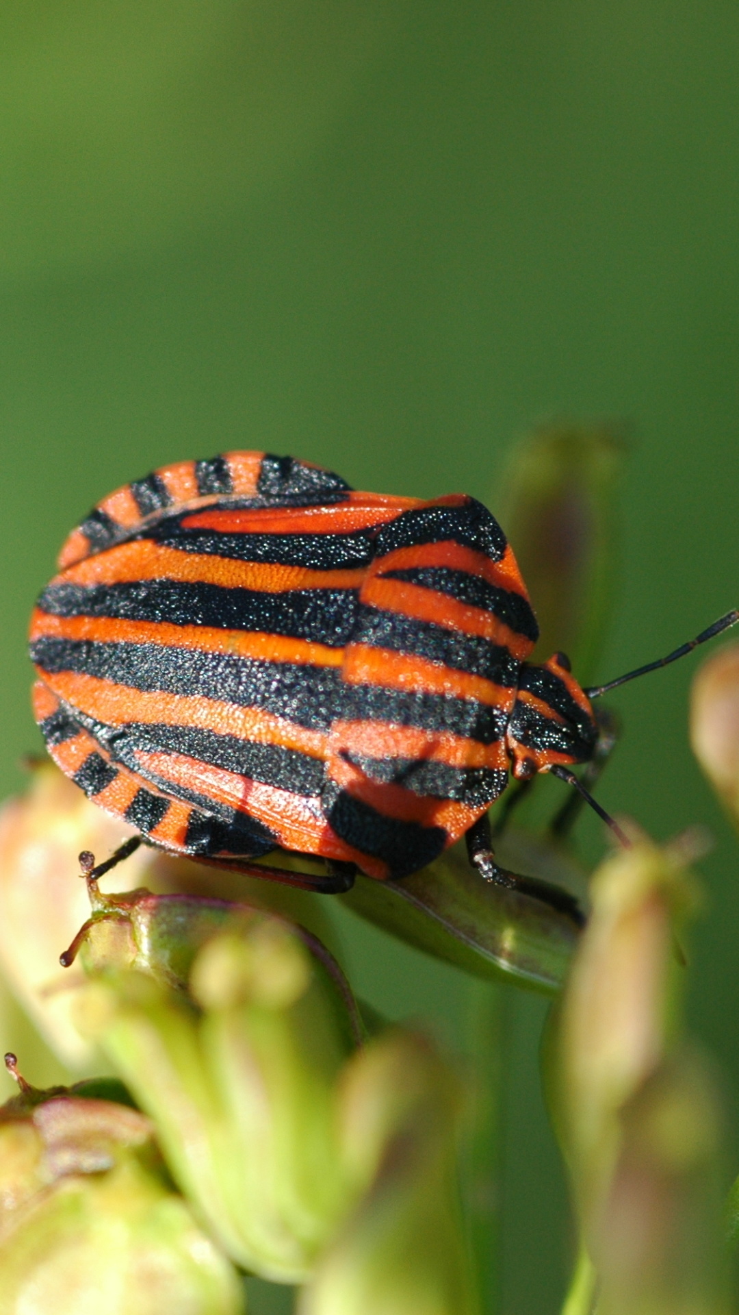 Beetle insect wallpaper, Mobile backgrounds, Insect's armor, Exquisite details, 1080x1920 Full HD Phone