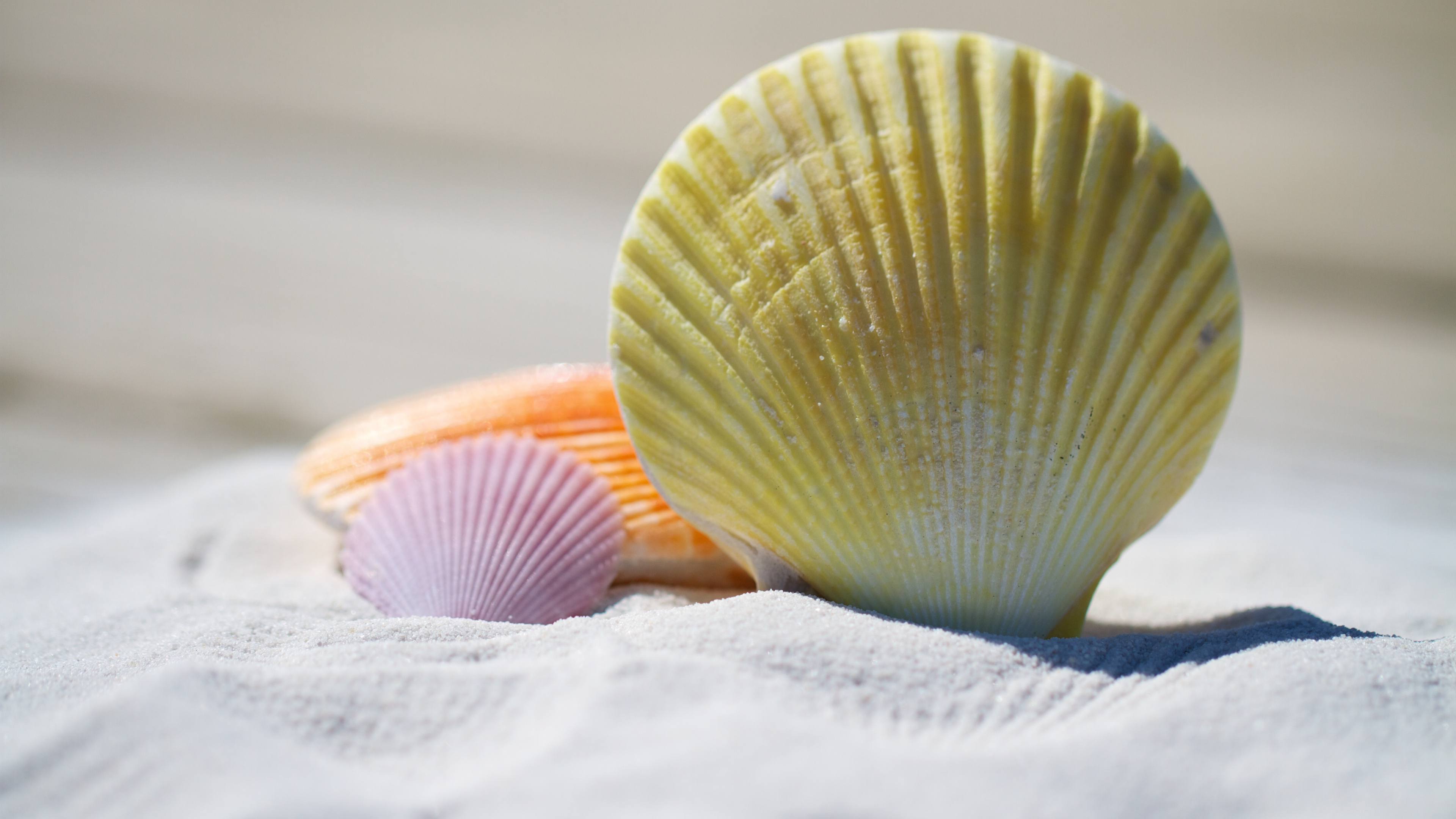 Seashells up close, Sandy moments, Nature's textures, Serenity by the sea, 3840x2160 4K Desktop