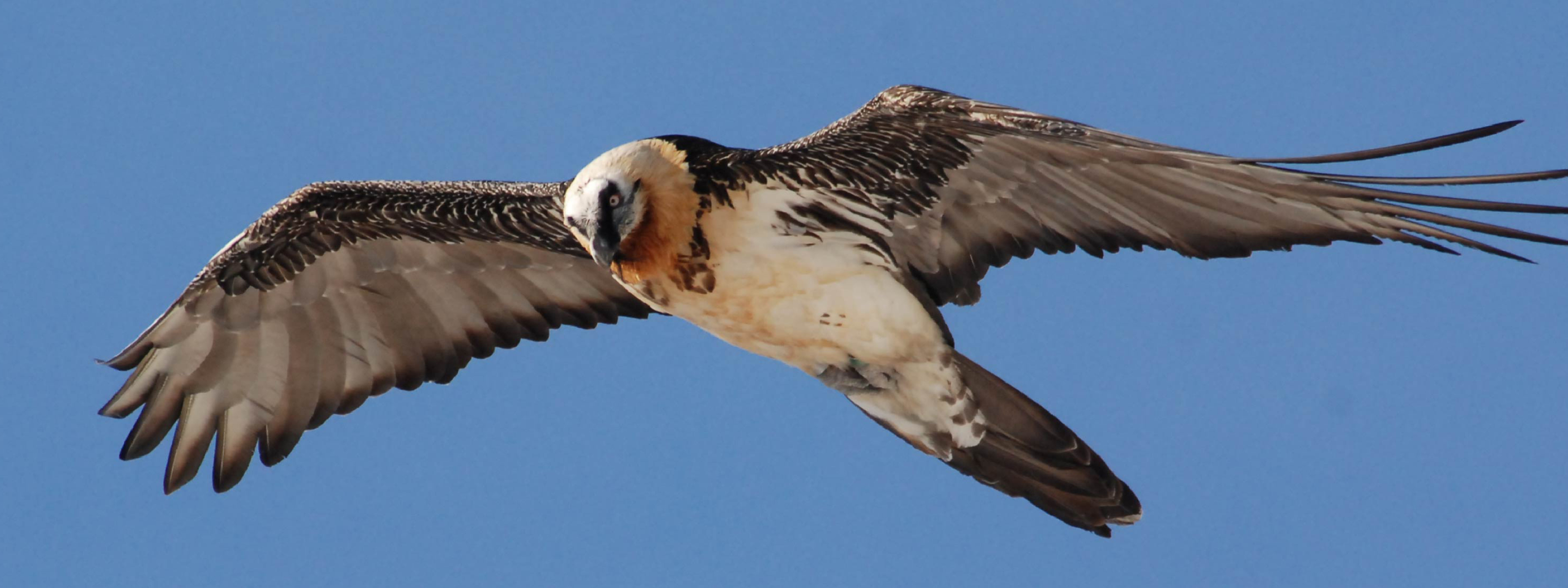 Bearded Vulture, Mountain propre, Vulture, Bearded Vulture, 3650x1370 Dual Screen Desktop