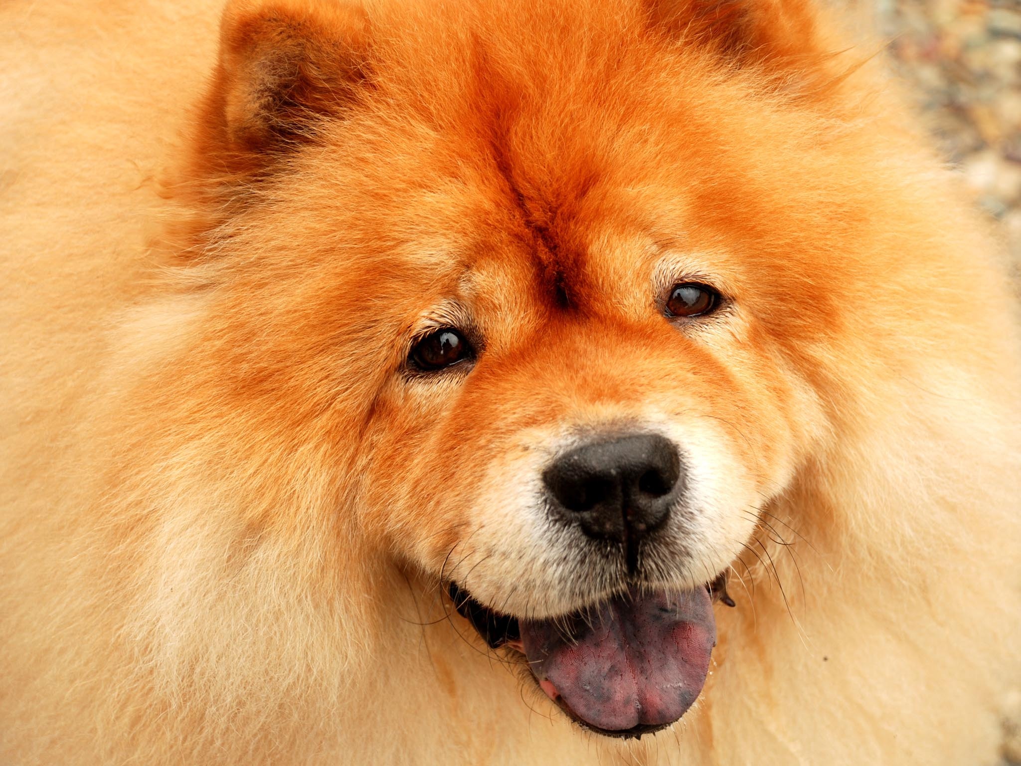 Close-up, Chow Chow Wallpaper, 2050x1540 HD Desktop