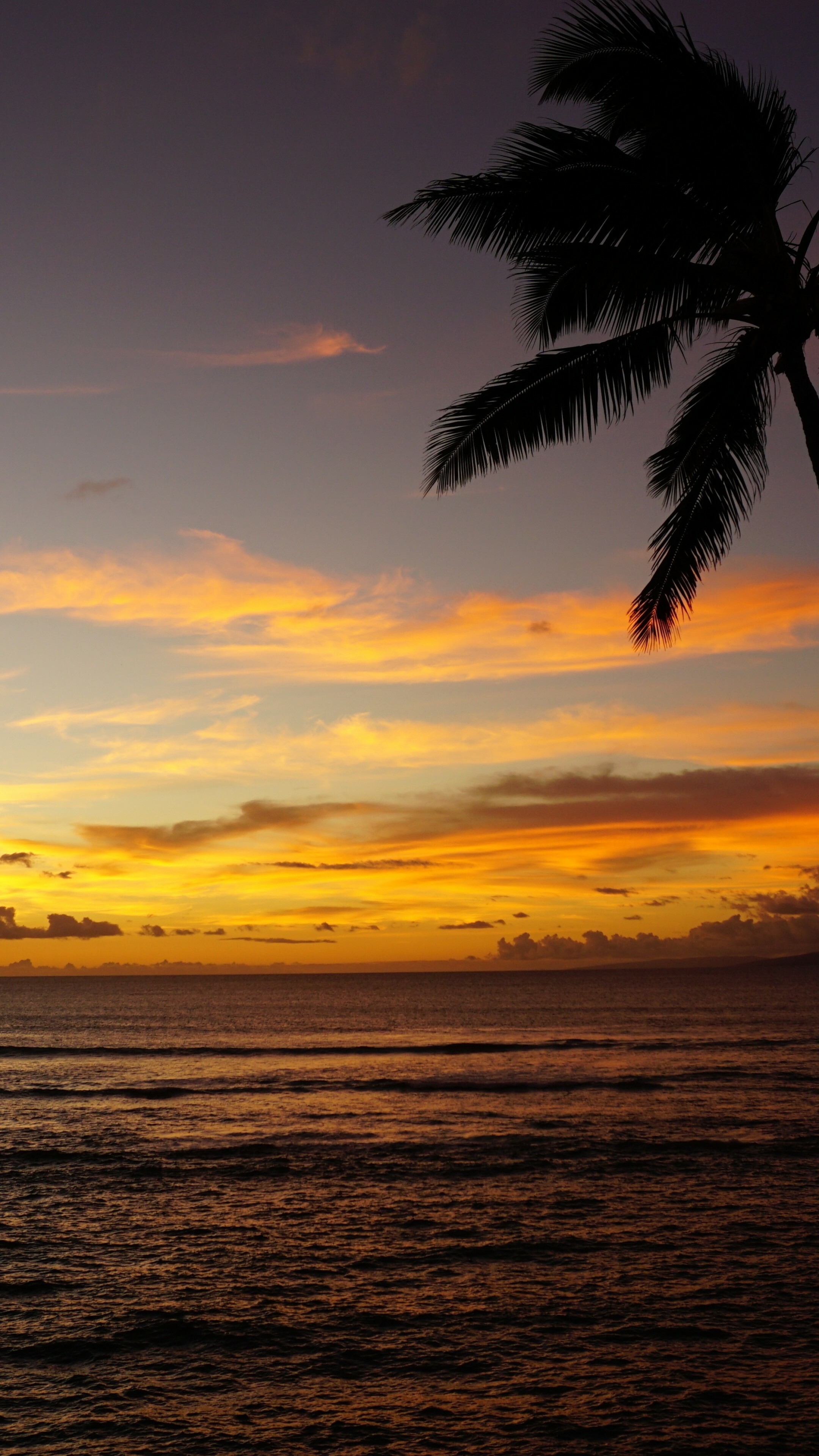 Maui ocean sunset, Palm trees, 5K nature, Tranquil scenery, 2160x3840 4K Phone