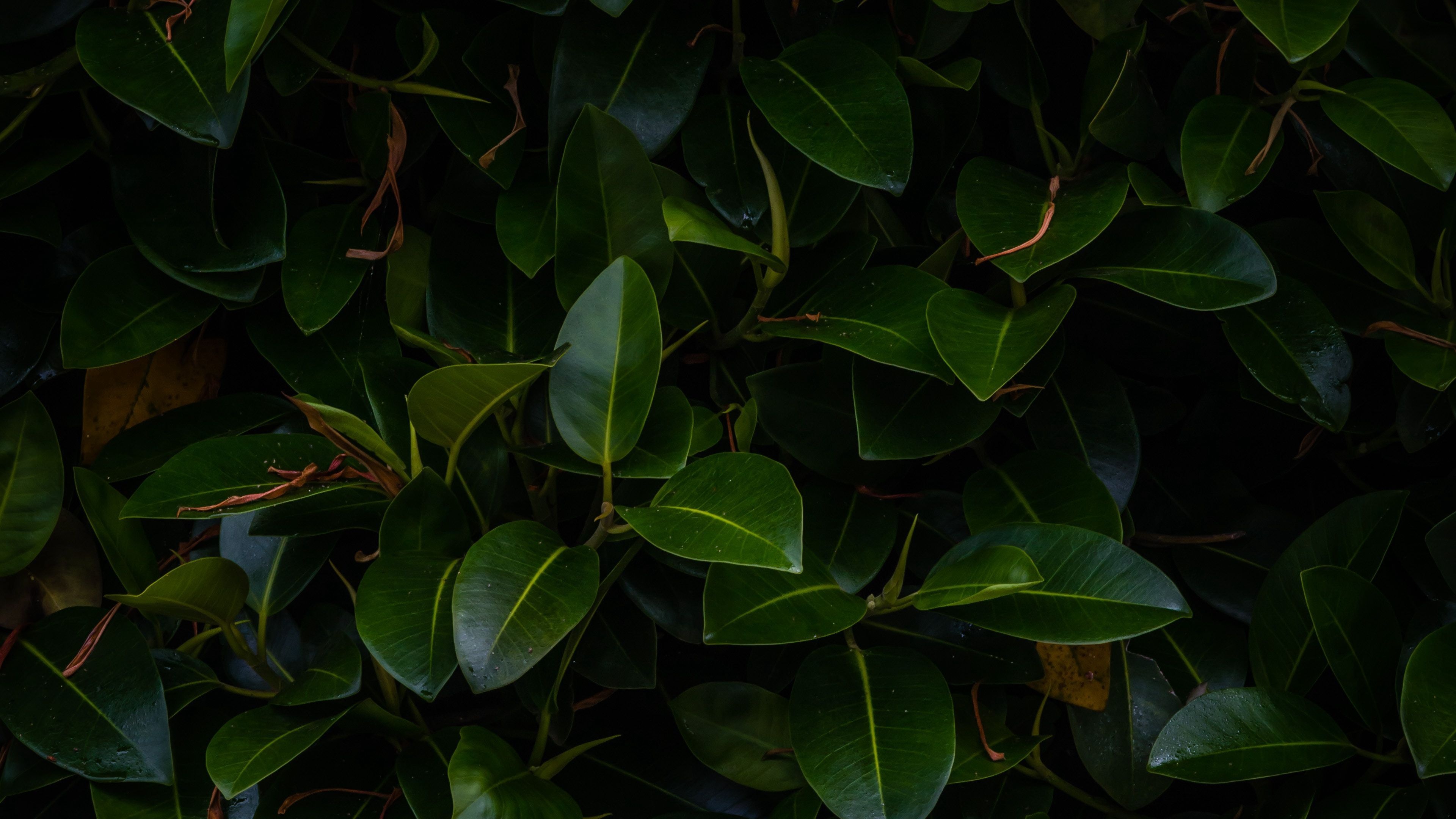 Ficus, Green Leaf Wallpaper, 3840x2160 4K Desktop