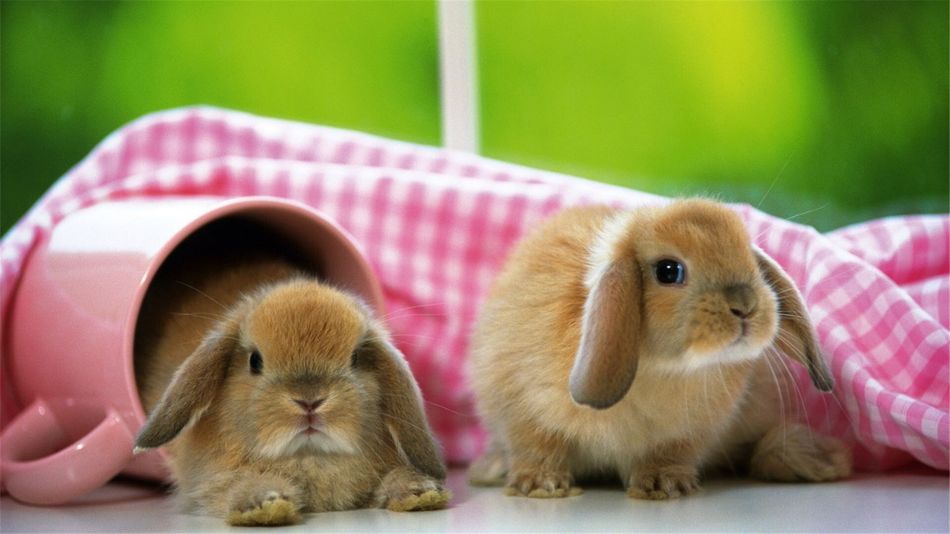 Endearing rabbits, Playful antics, Hoppity-hop, Joyful creatures, 1920x1080 Full HD Desktop