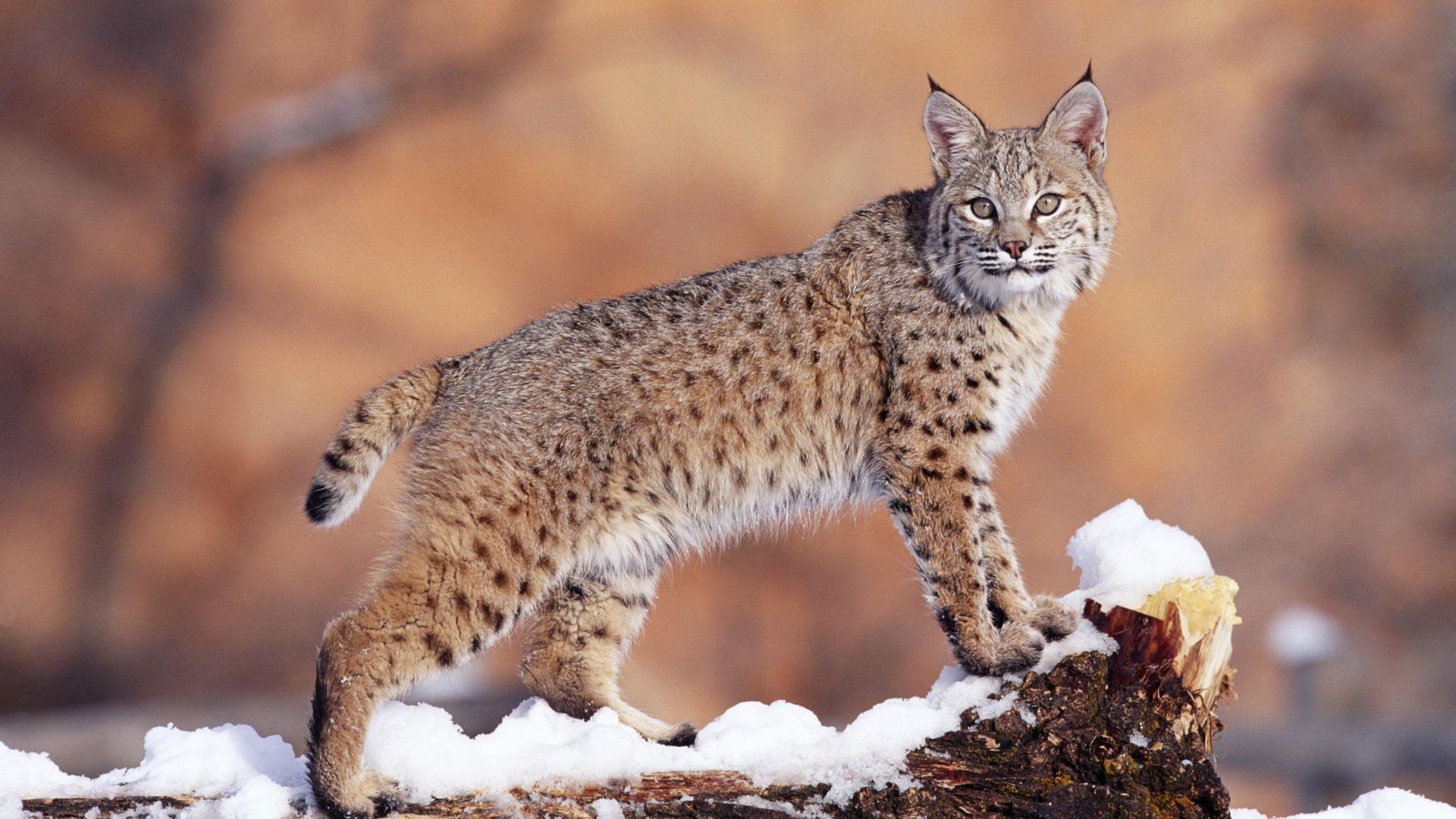 Bobcat beauty, Top predator, Stealthy hunter, Majestic wild cat, 1920x1080 Full HD Desktop