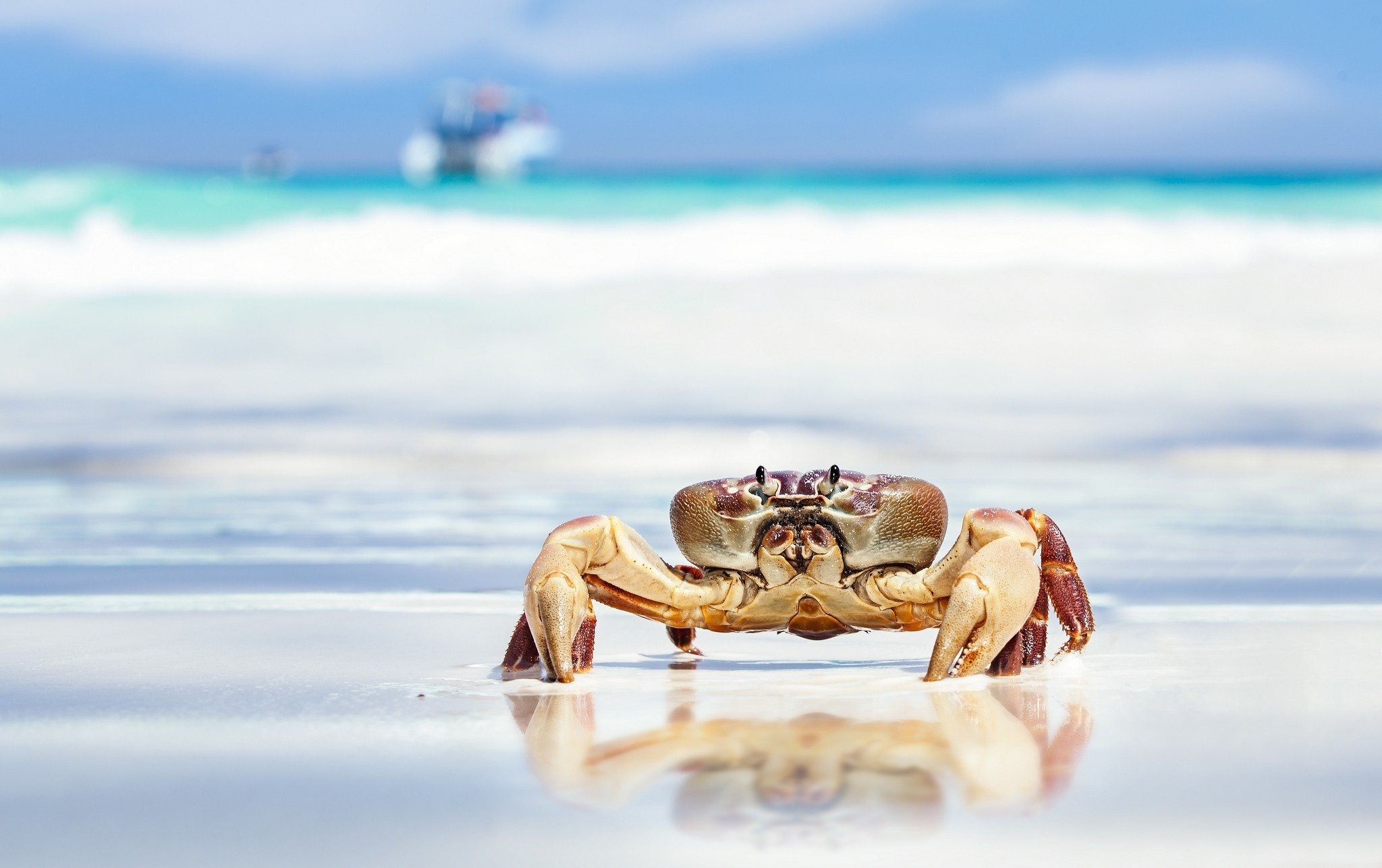 Hairy leg mountain crab, Crabs Wallpaper, 2050x1290 HD Desktop