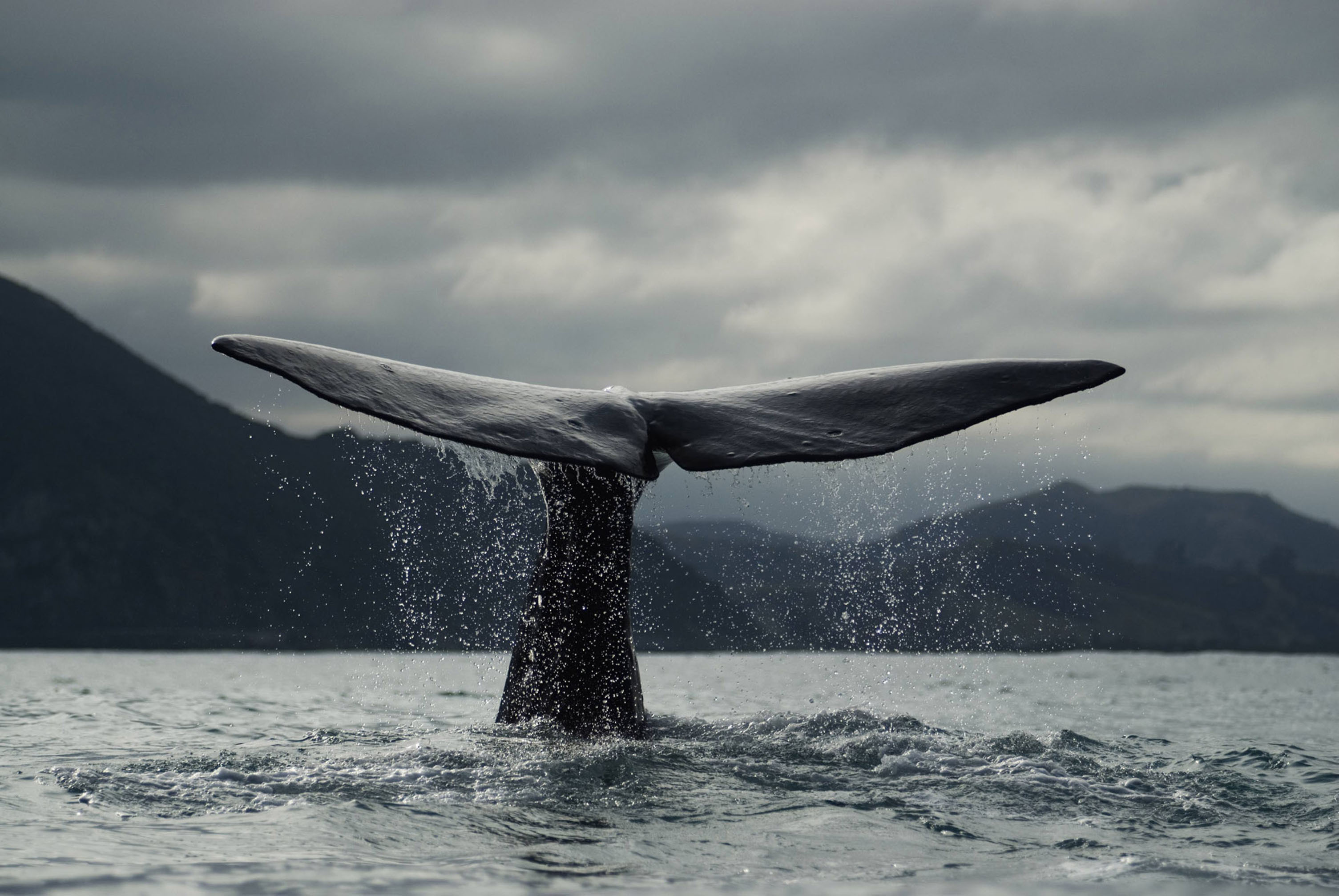 Blue Whale, Desktop, Blue whale, 3010x2020 HD Desktop