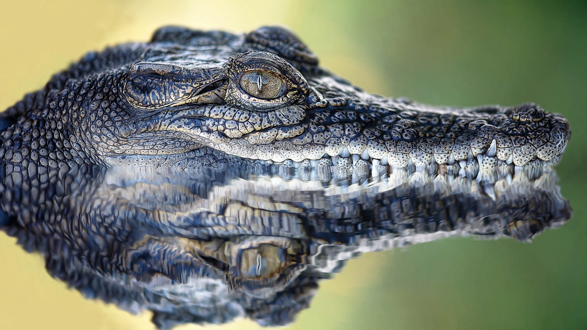 Crocodile Animals - Reflection, Water, Crocodile Teeth, 1920x1080 Full HD Desktop