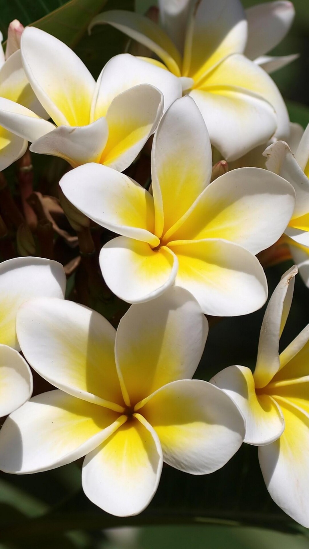 Beautiful plumeria wallpaper, Exquisite floral essence, Wallpapers that captivate, Nature's charm, 1080x1920 Full HD Phone