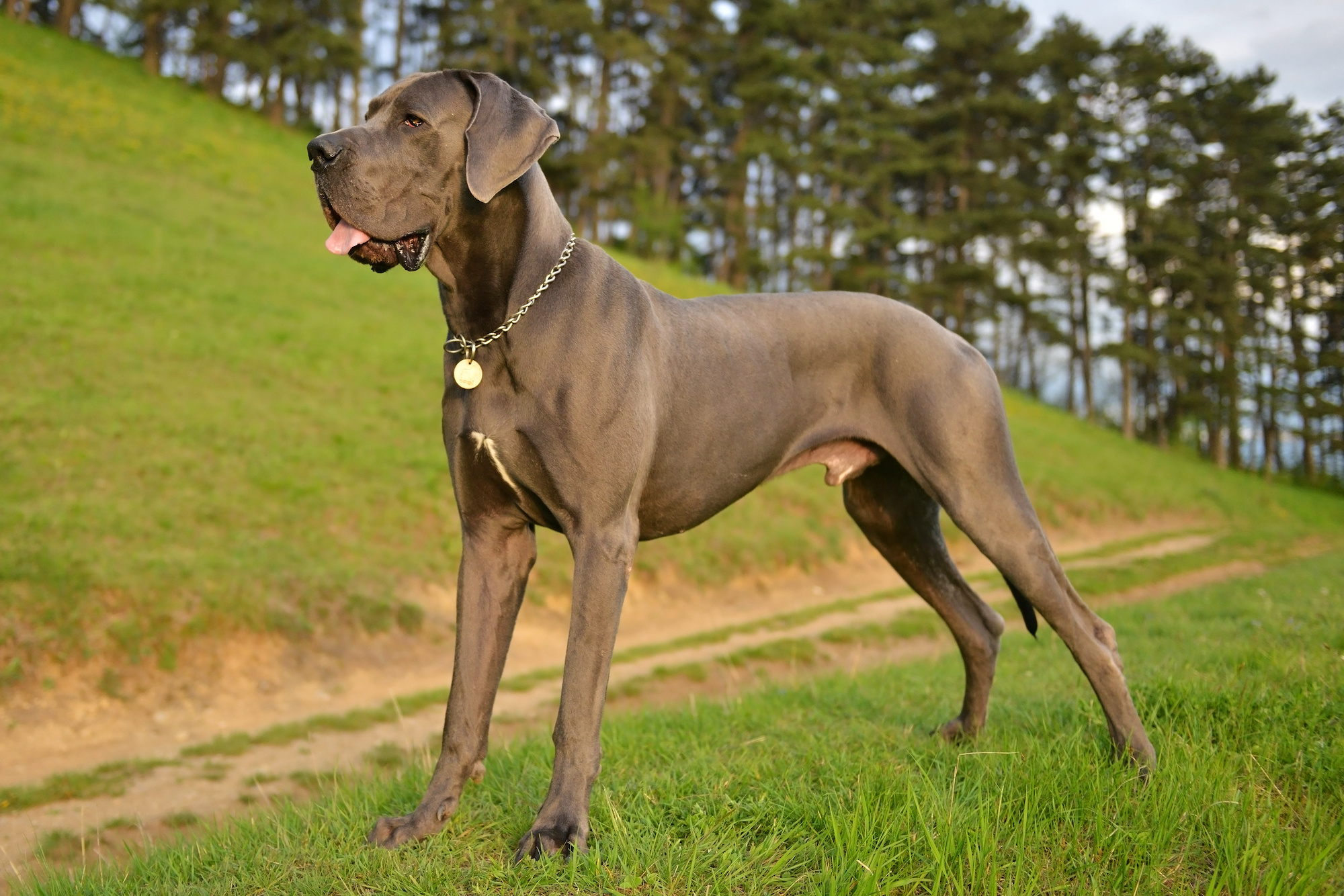 Great Dane, Comprehensive guide, History and personality, Care tips, 2000x1340 HD Desktop