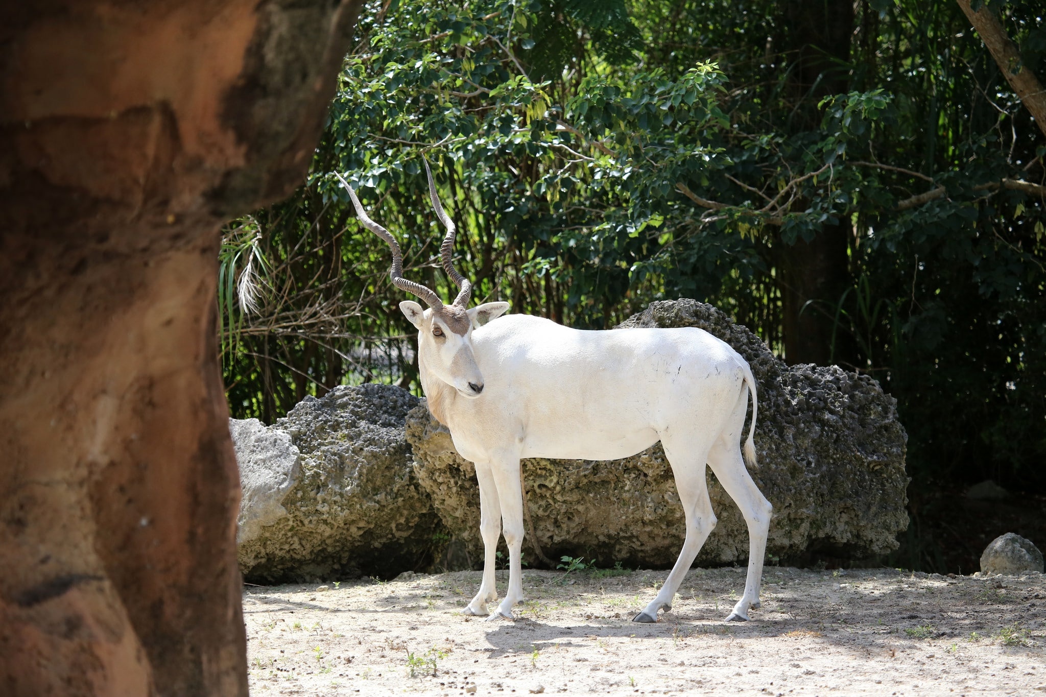 Fiche descriptive complte, Instinct animal, Descriptive avec photos, Addax, 2050x1370 HD Desktop