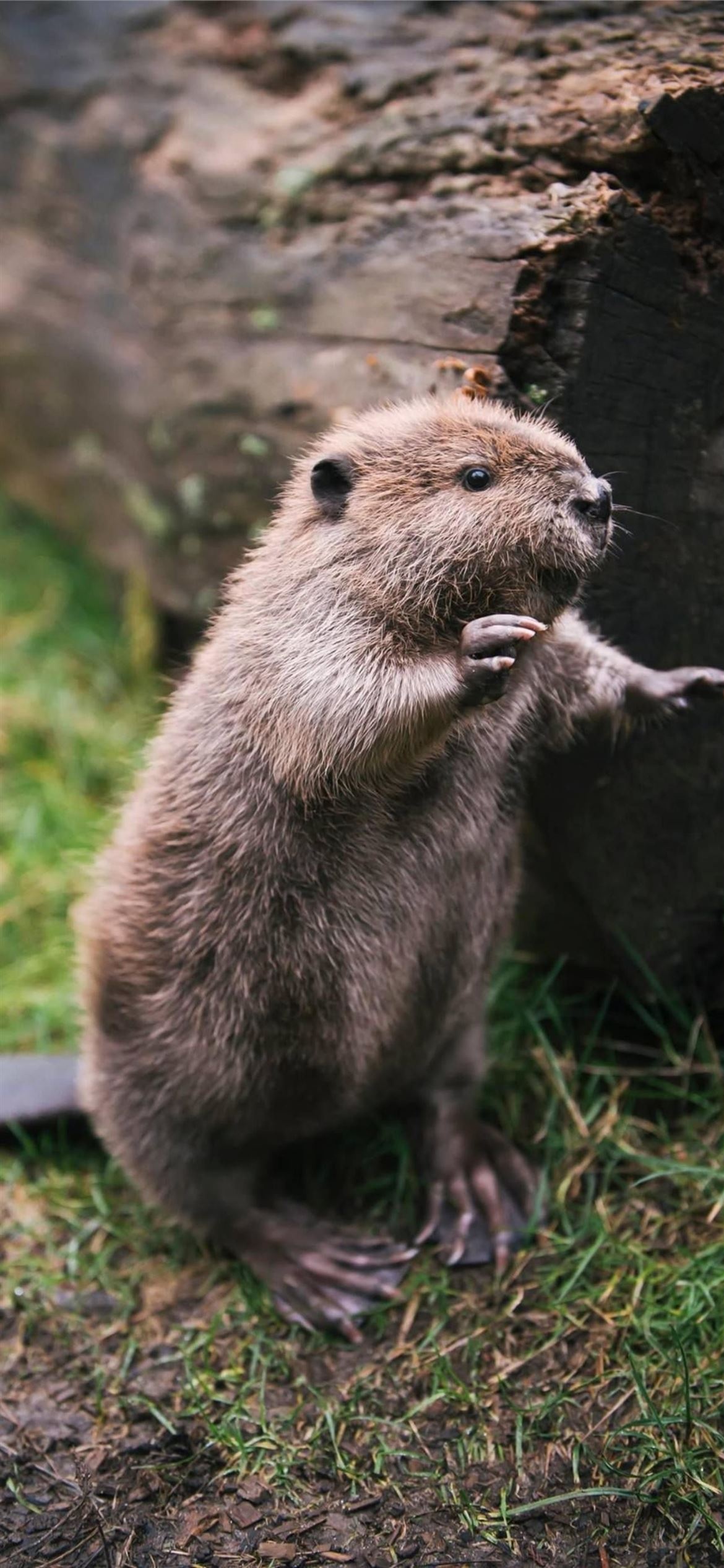 Beaver, iPhone, Free, Download, 1170x2540 HD Phone