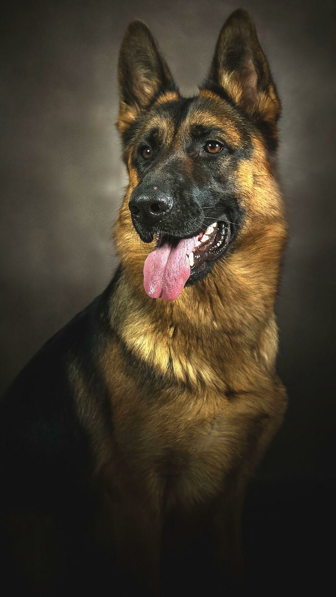 German shepherd dog, Majestic breed, Guardian, 1080x1920 Full HD Phone