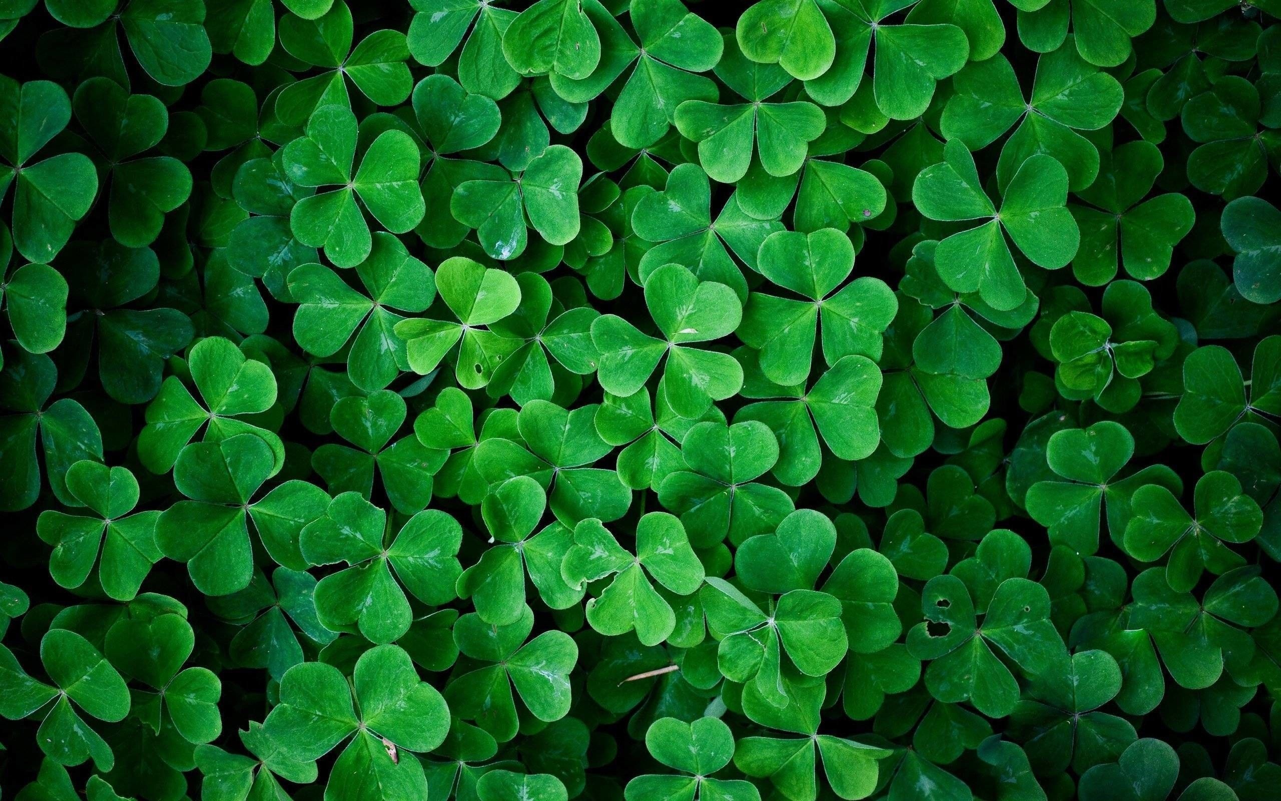 Clover, Irish Shamrock Wallpaper, 2560x1600 HD Desktop