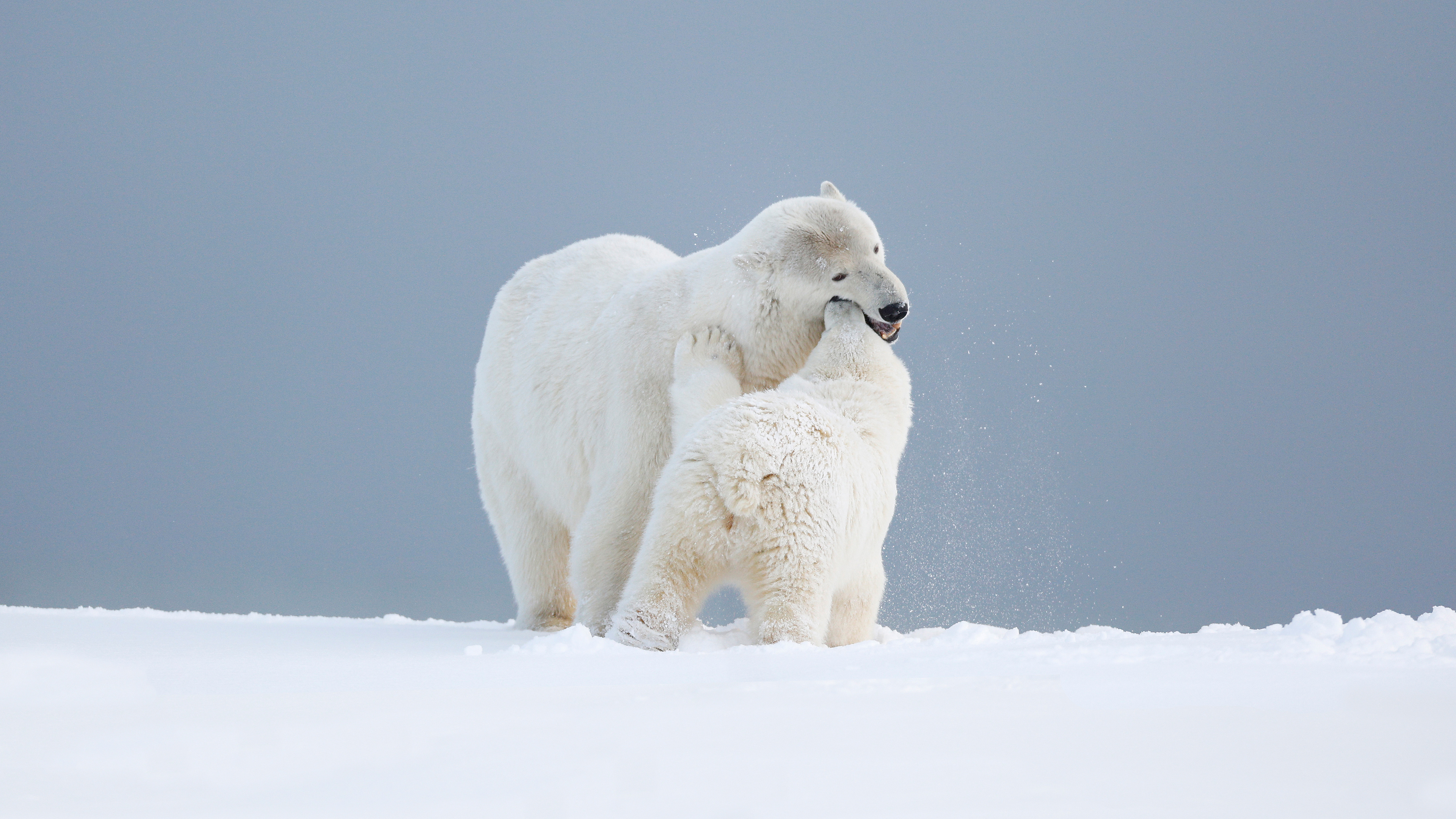 Snowy bear wallpaper, Winter wilderness, Arctic charm, Snow-capped beauty, 3840x2160 4K Desktop