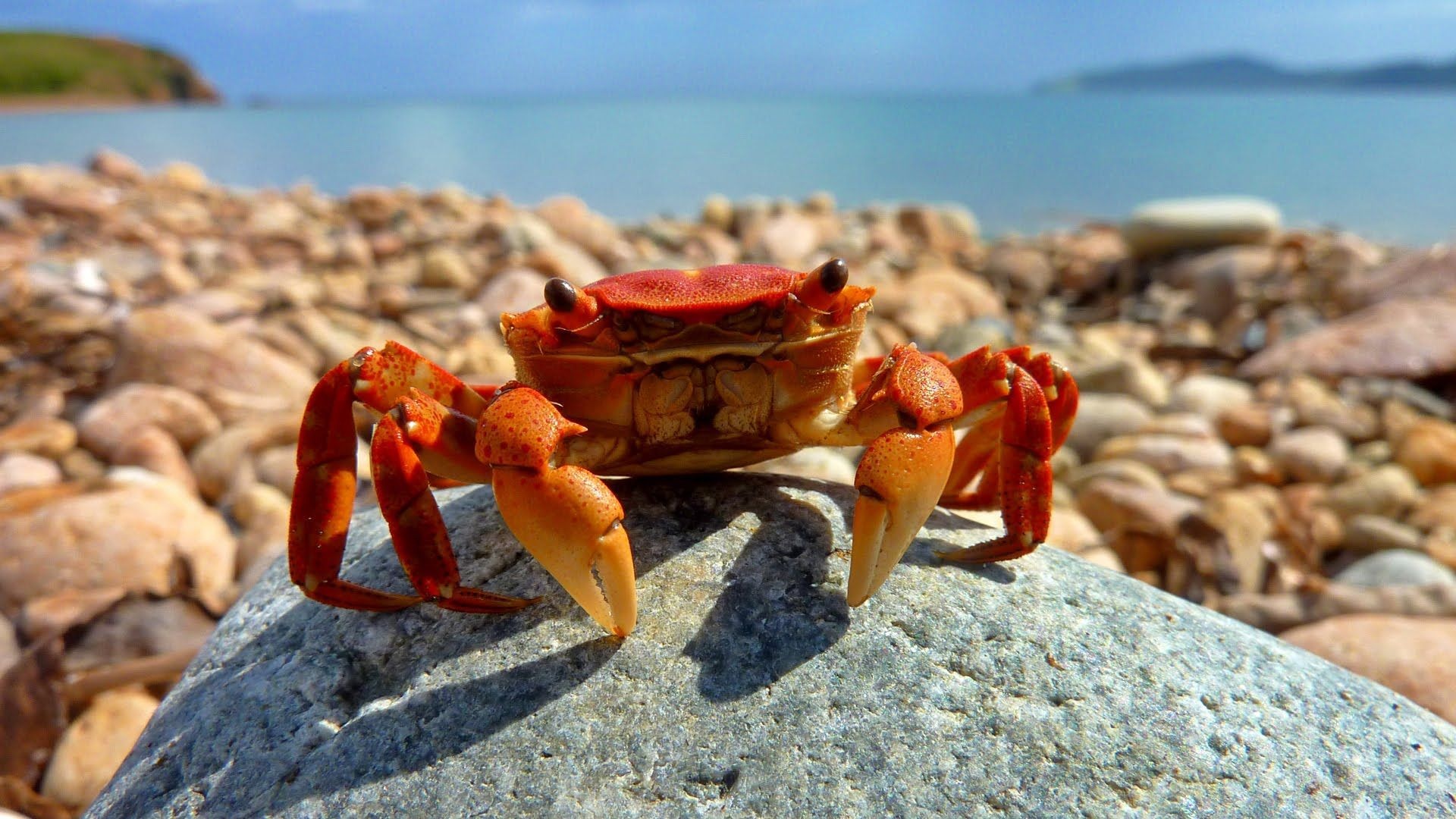 Crab wallpapers collection, Beautiful crab images, Diverse backgrounds, Wallpaper versatility, 1920x1080 Full HD Desktop