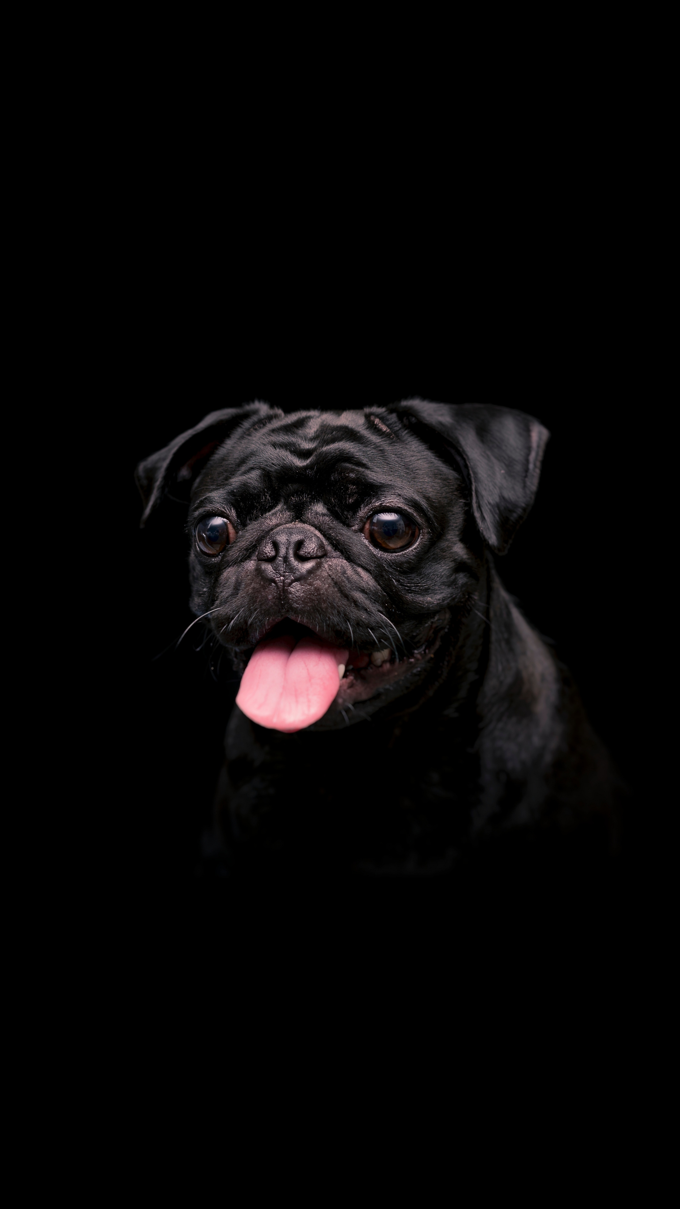 Pug, Pets Wallpaper, 2160x3840 4K Phone