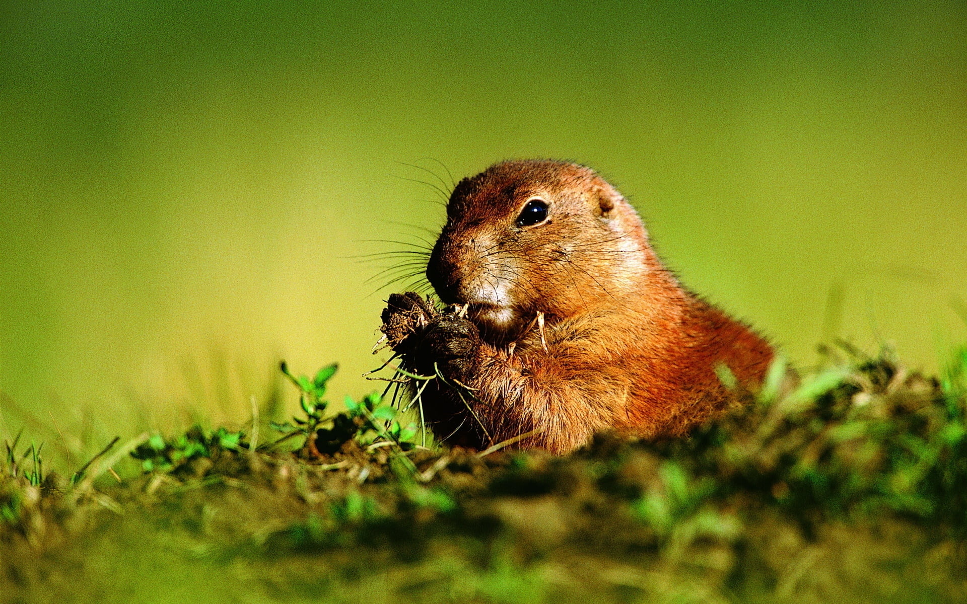 Groundhog, brown beaver, swimming, 1920x1200 HD Desktop