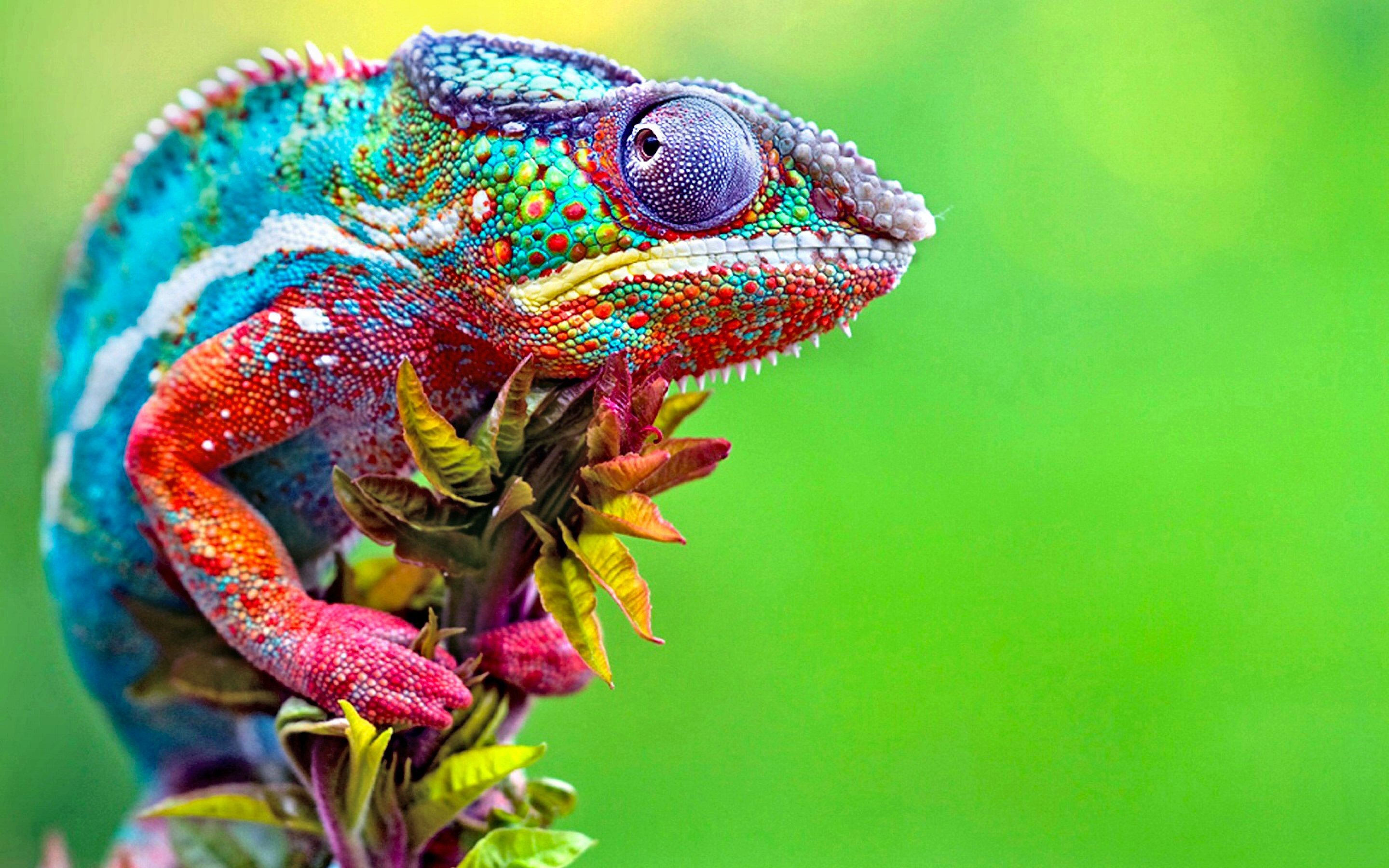 230 chameleon wallpapers, 2880x1800 HD Desktop