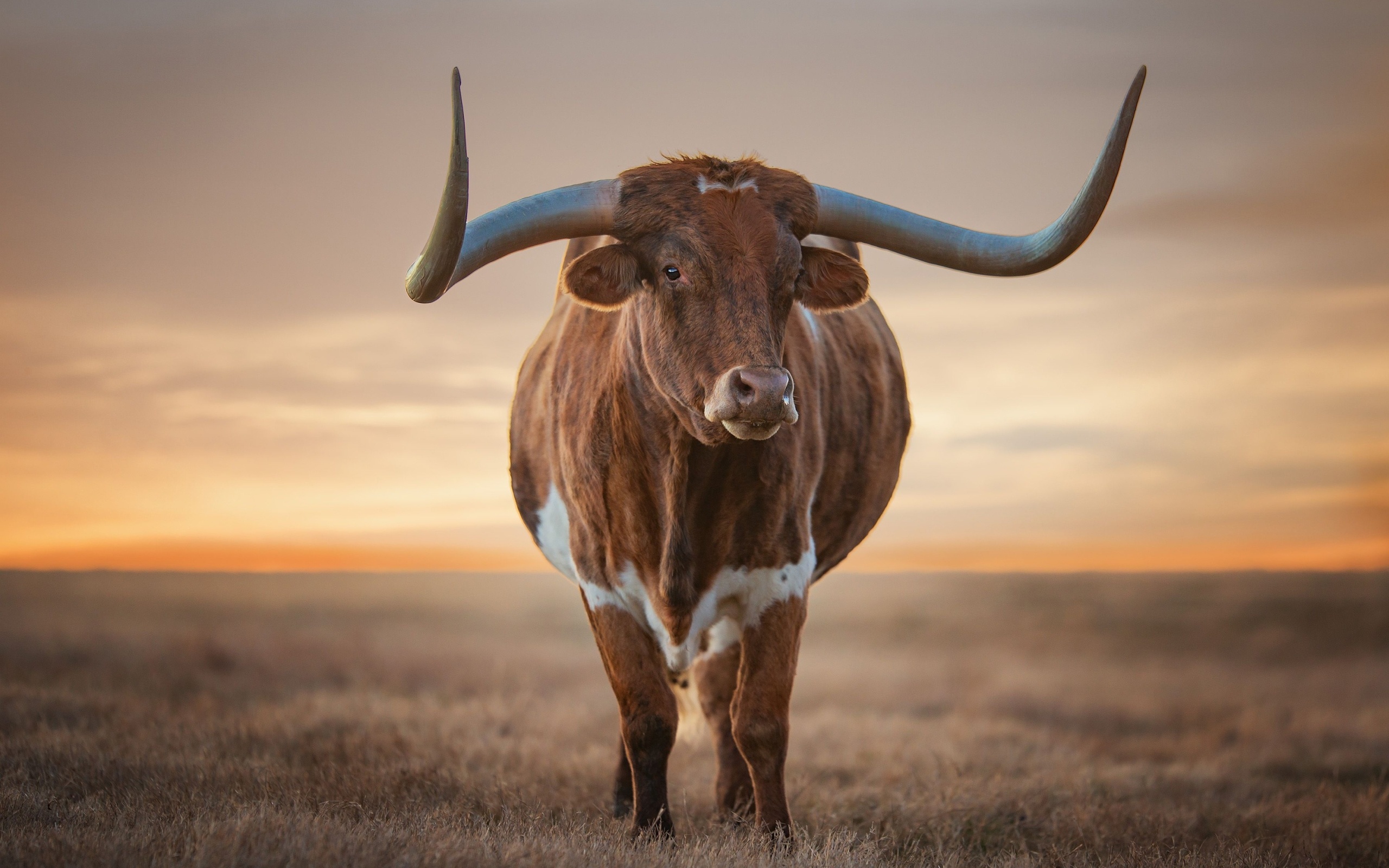 Longhorn background, Ranch life, Western aesthetic, Vintage vibes, 2560x1600 HD Desktop