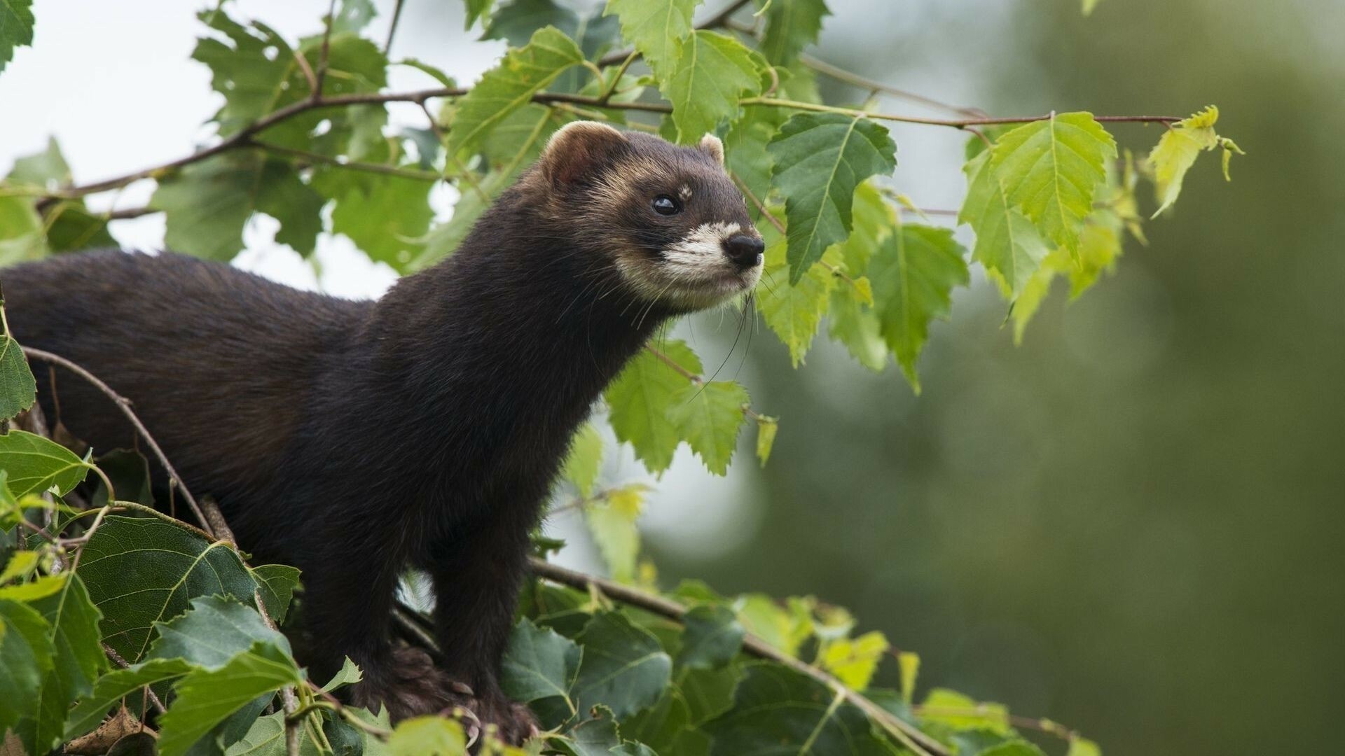 Ferret animals, Playful creatures, Furry companions, Curious nature, 1920x1080 Full HD Desktop