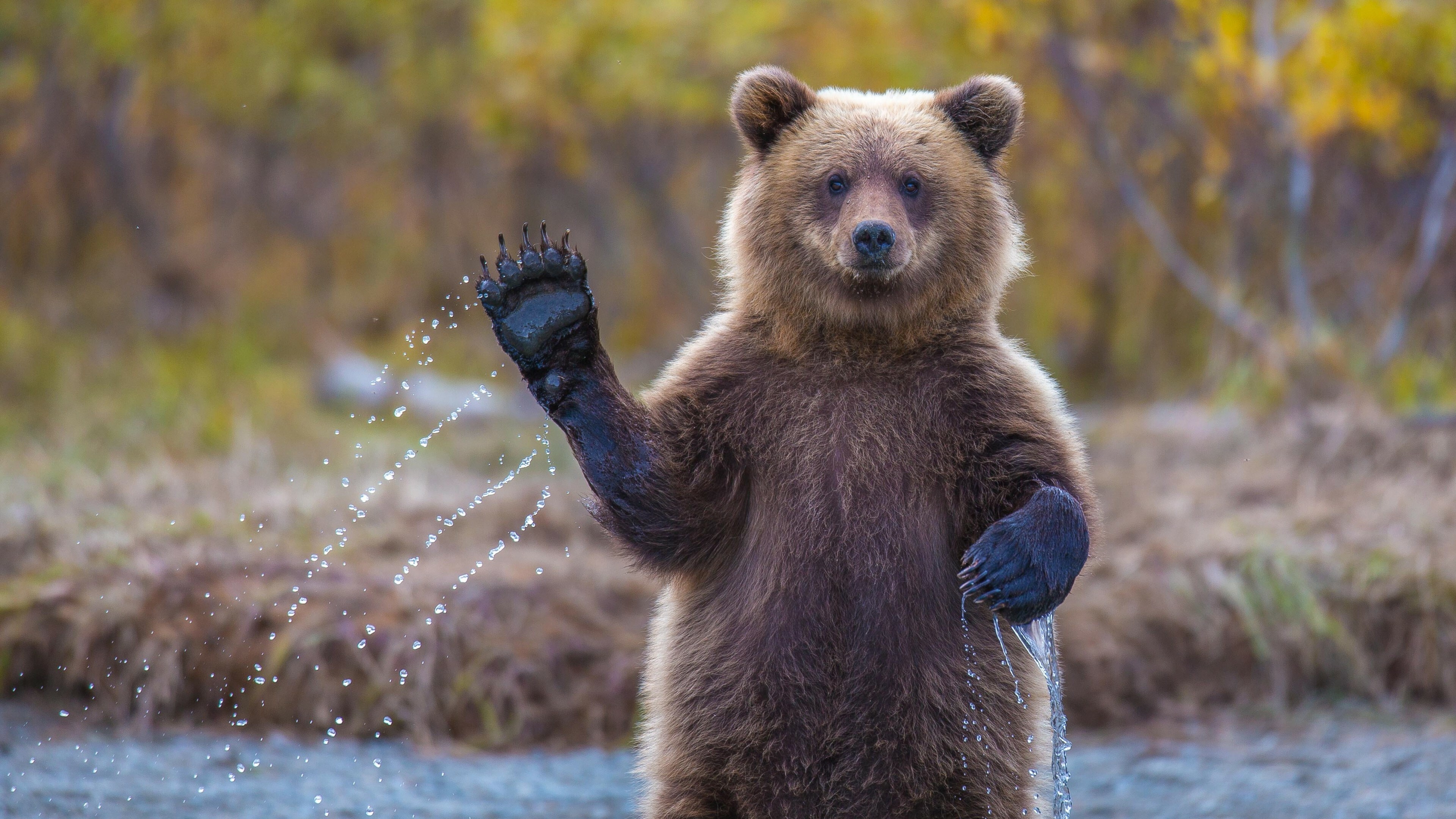 Grizzly bear, National Geographic Wallpaper, 3840x2160 4K Desktop