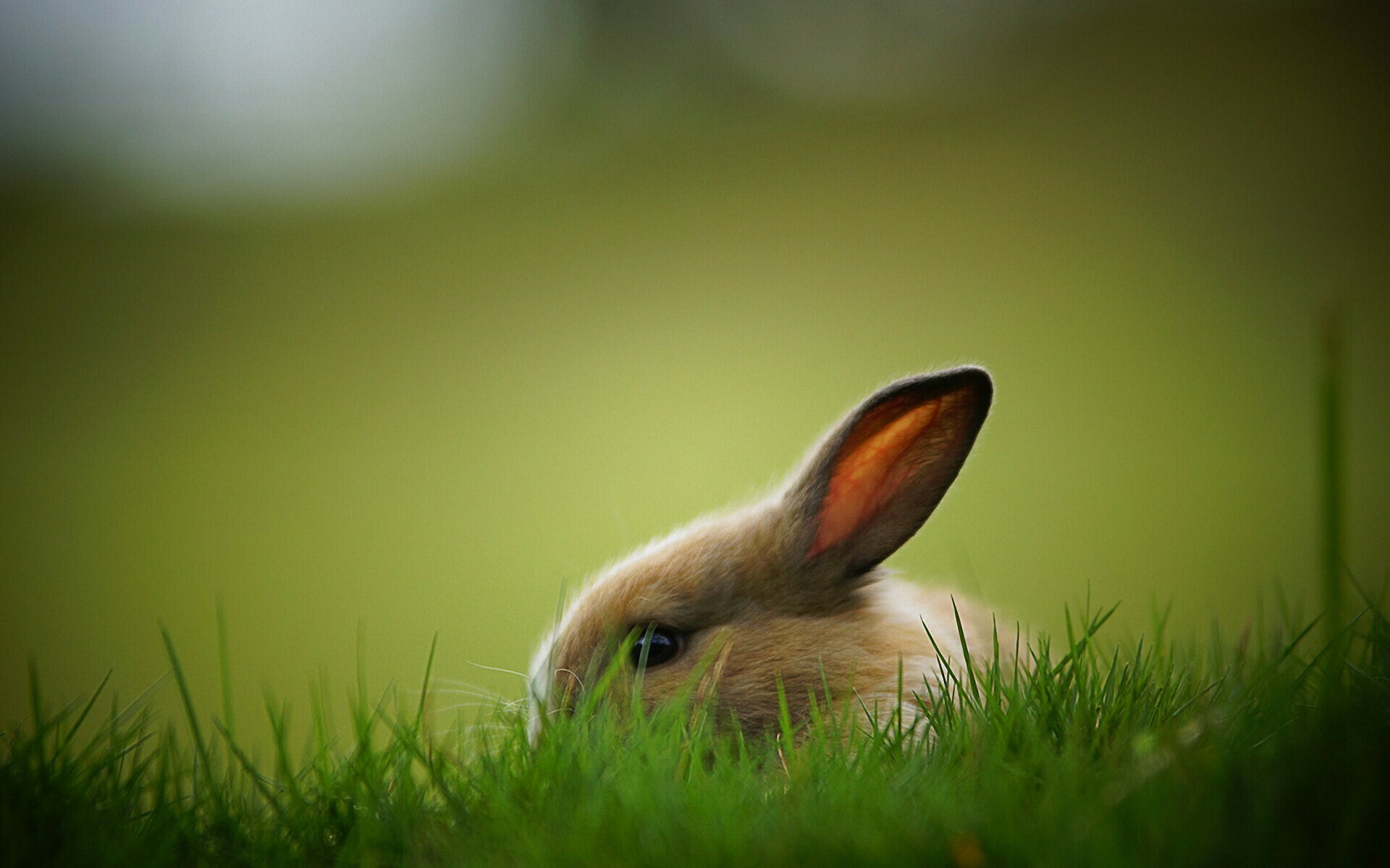 Rabbit wonderland, 4k hop, Nature's furry friends, Digital delight, 1920x1200 HD Desktop