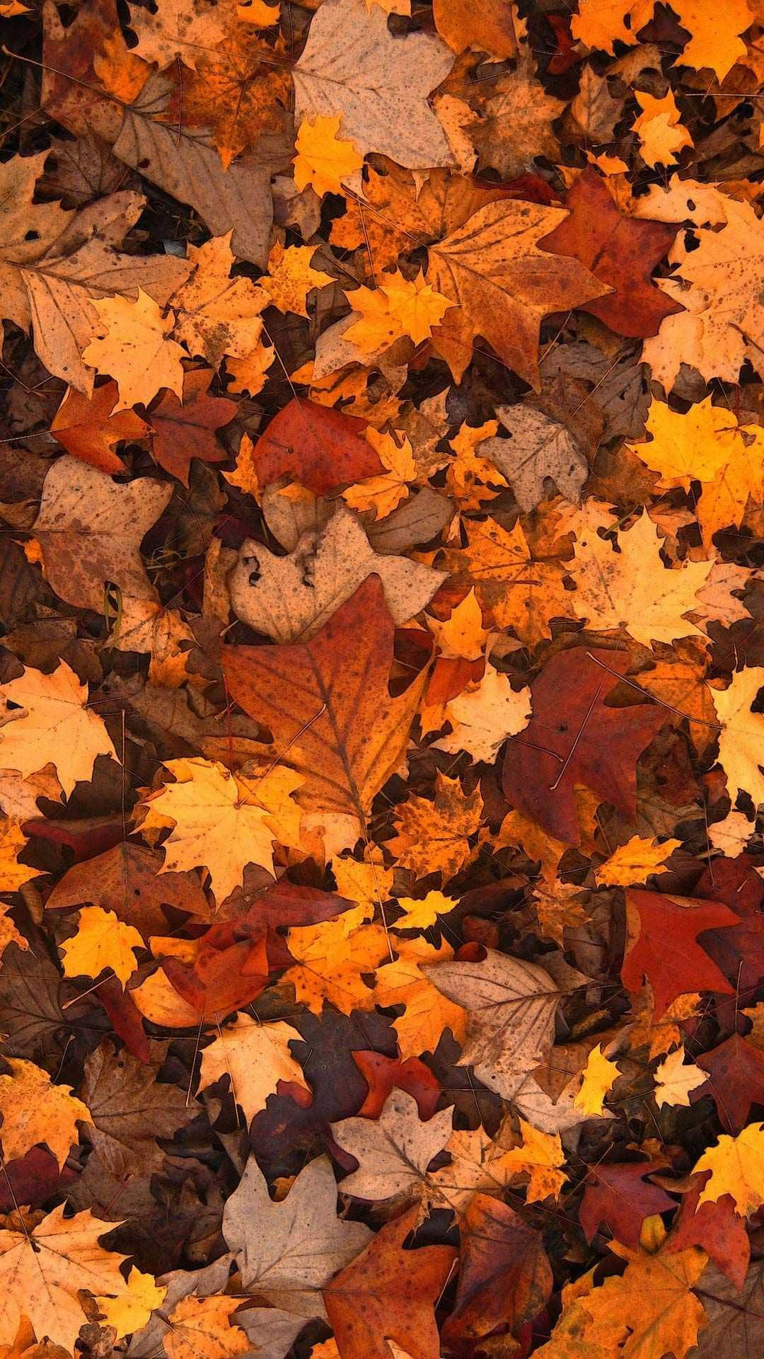 Autumn leaves, Best iPhone Wallpaper, 1080x1920 Full HD Phone