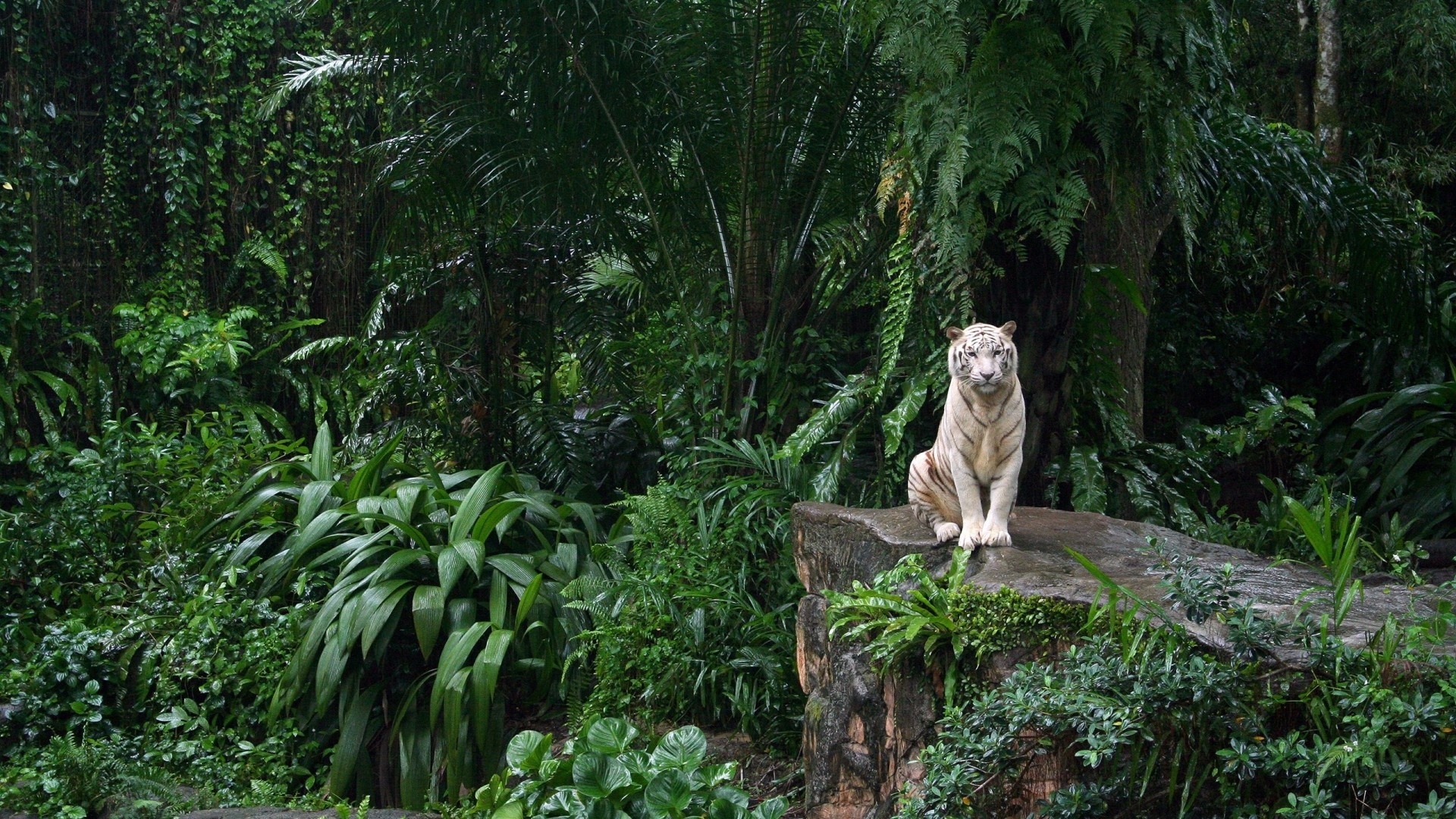 White tiger, Jungle Animal Wallpaper, 1920x1080 Full HD Desktop