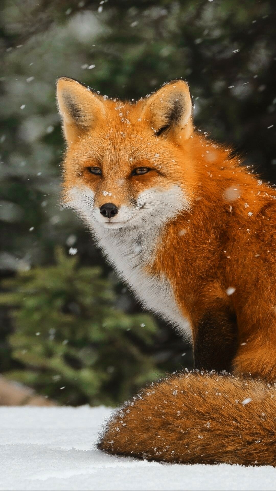 Awesome fox wallpapers, Impressive shots, Stunning beauty, Photography art, 1080x1920 Full HD Phone