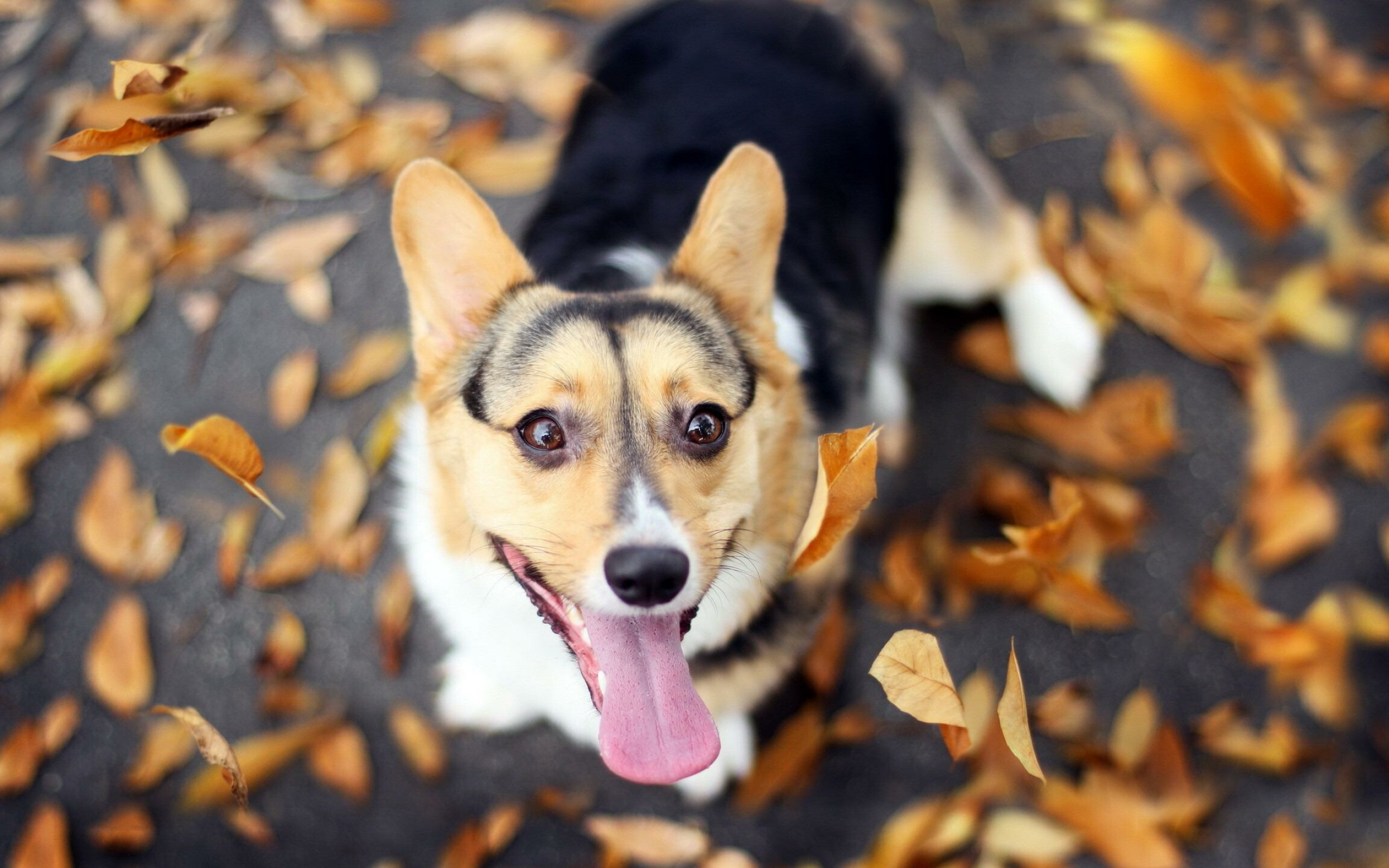 Corgi, Stunning wallpapers, 2560x1600 HD Desktop