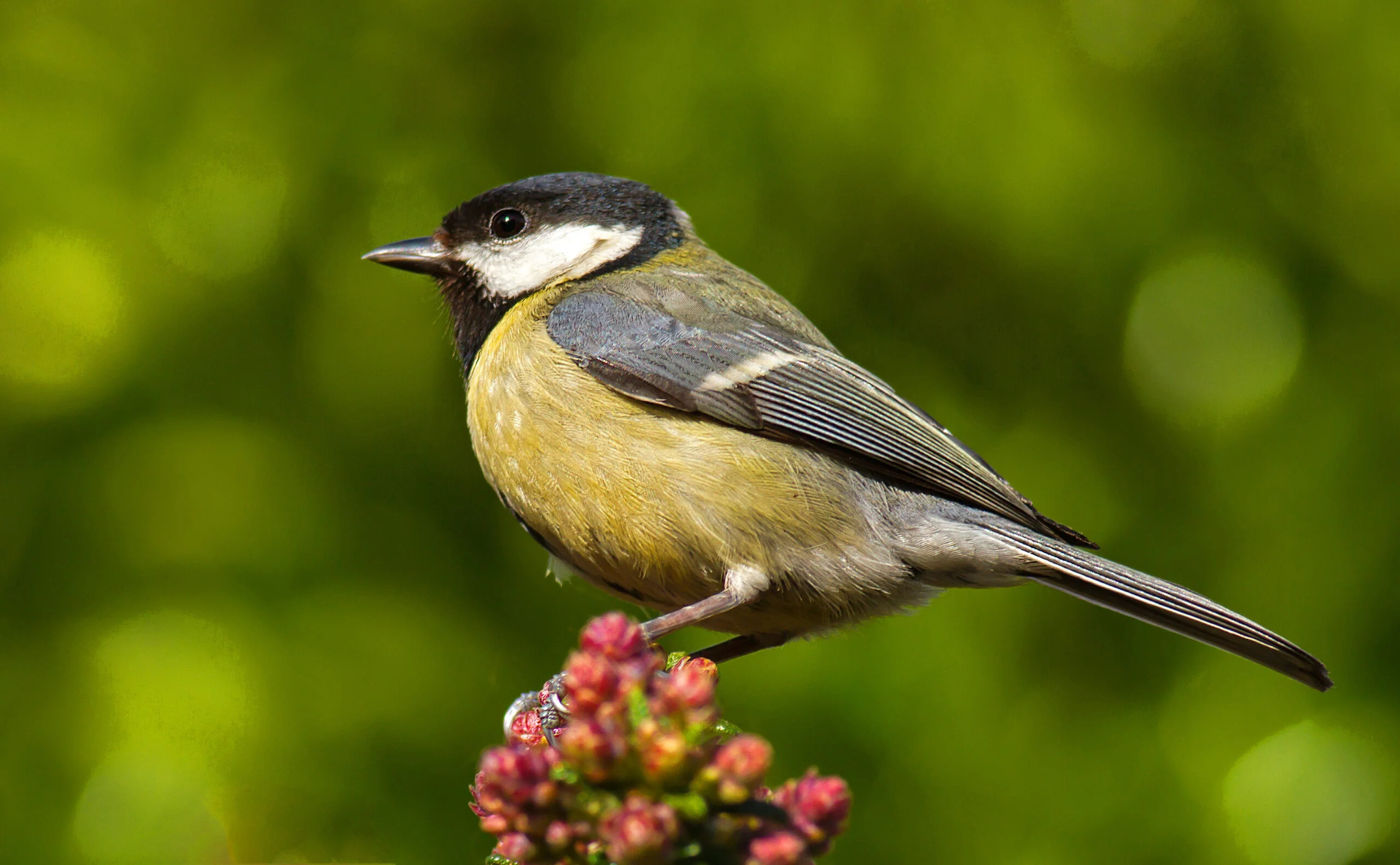 Great tits, Killing birds, Eating brains, Climate change, 2560x1590 HD Desktop