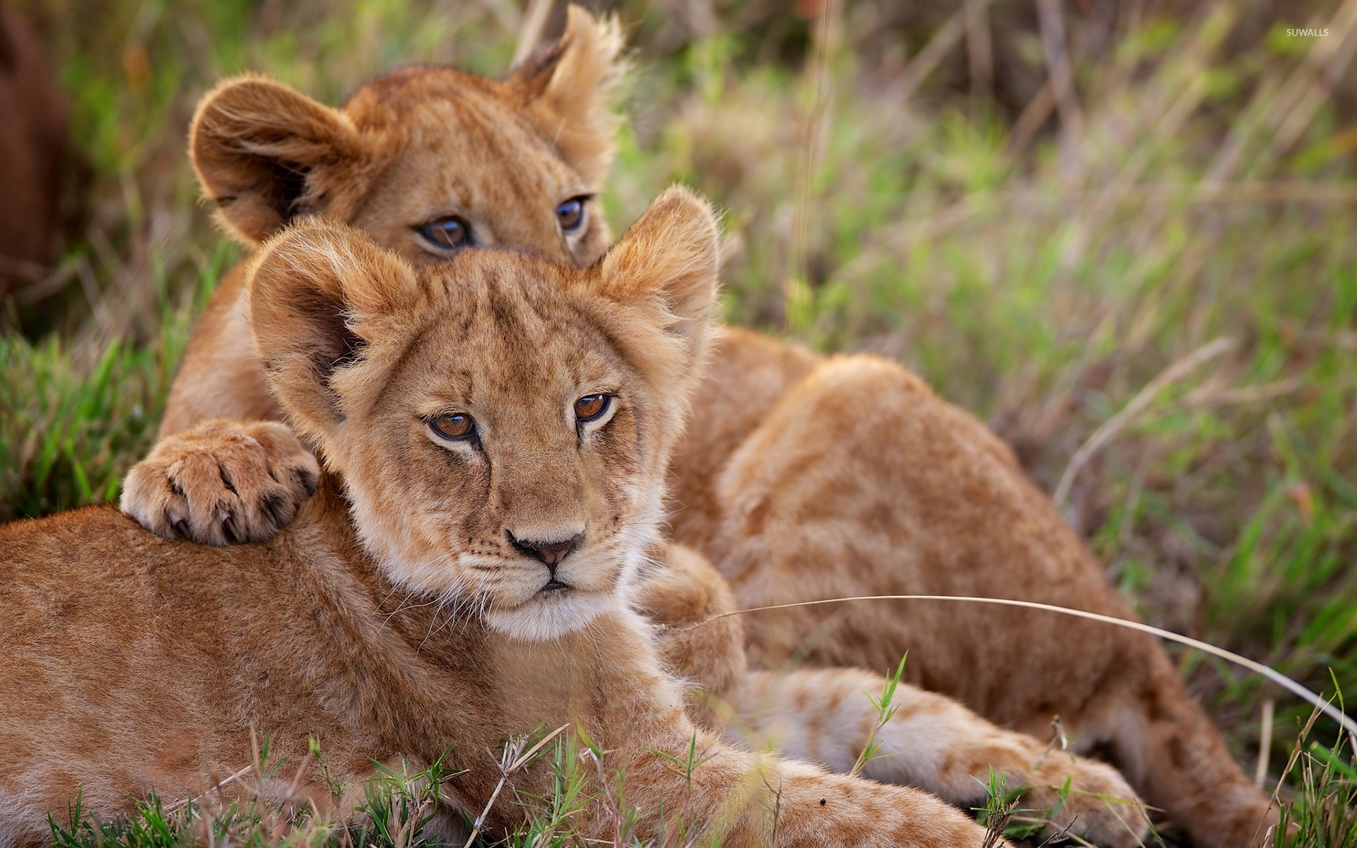 Captivating animal cubs, Striking wallpaper, Samantha's post, Wildlife wonders, 1920x1200 HD Desktop