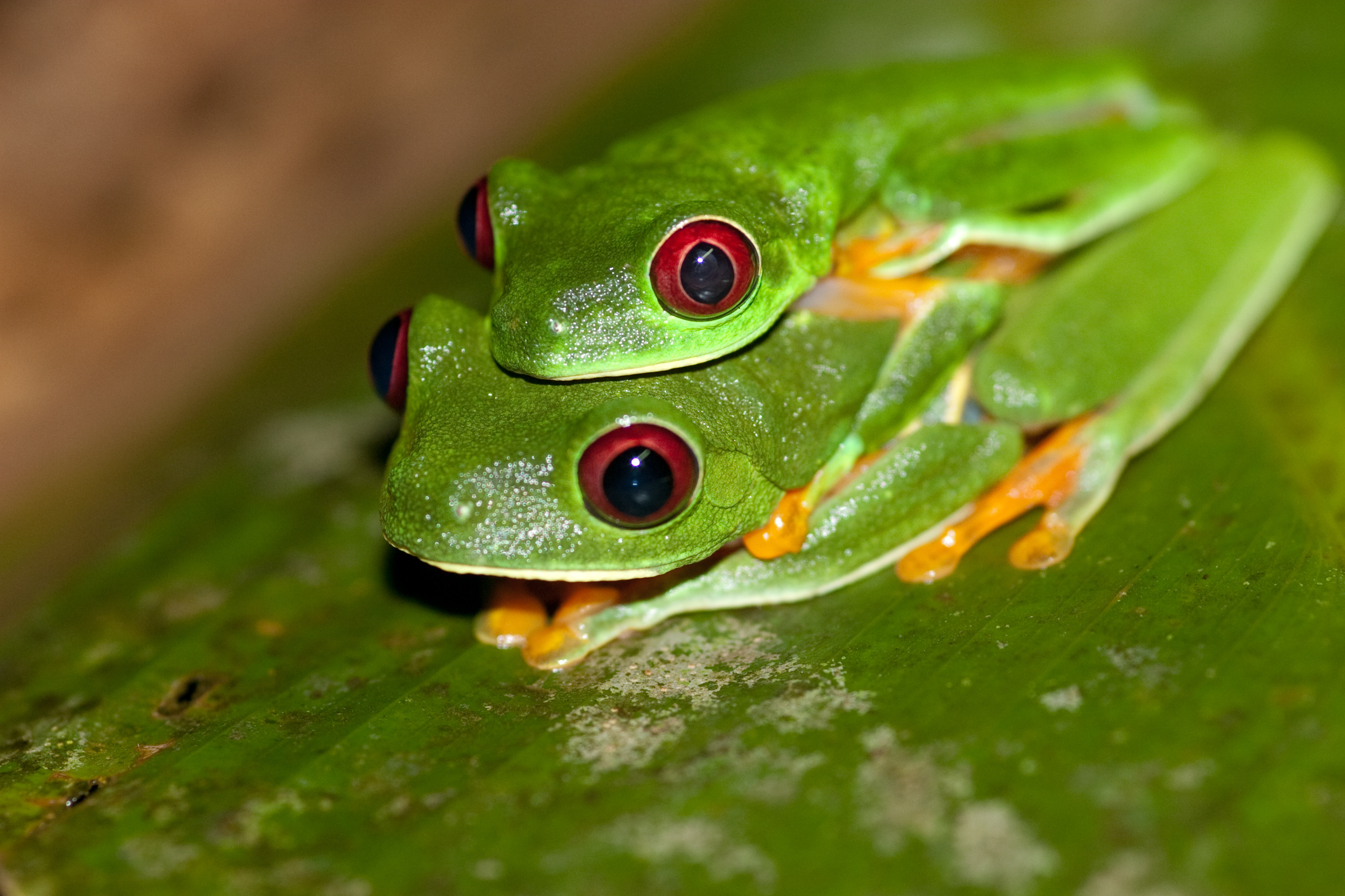 Couple, Red Eyed Tree Frog Wallpaper, 3080x2050 HD Desktop