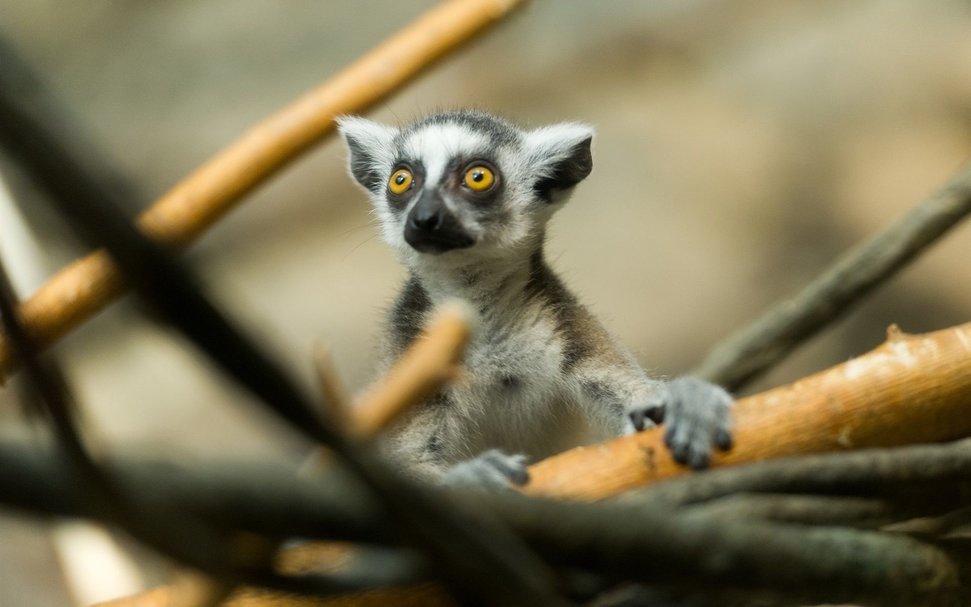 Ring Tailed Lemur, Animals, Cute lemur wallpapers, Top backgrounds, 1920x1200 HD Desktop