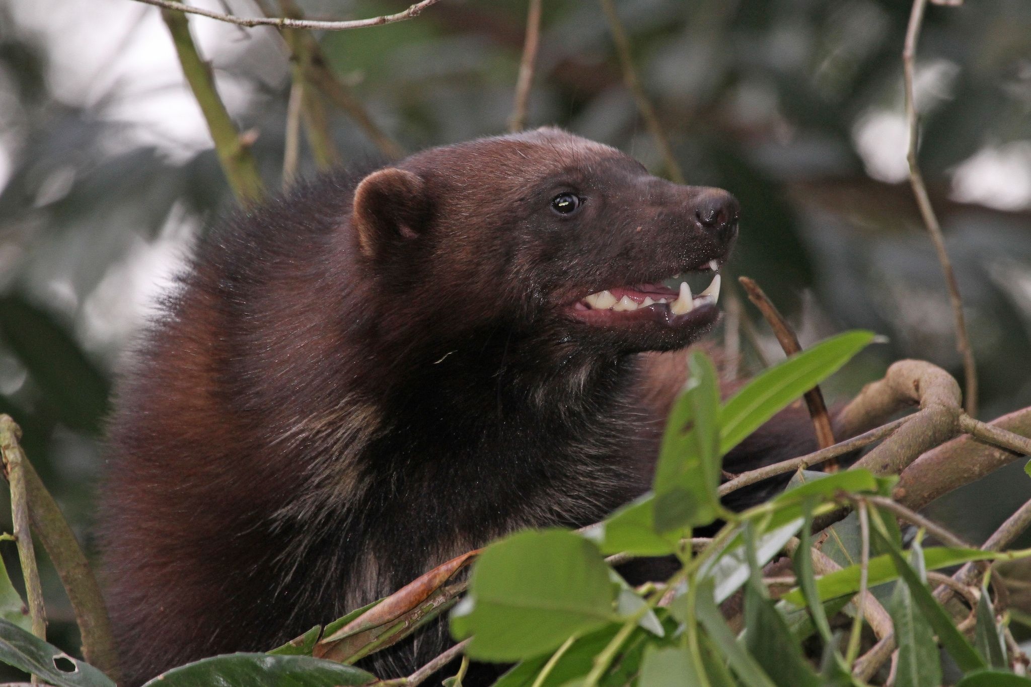 Gulo gulo, Wolverine, Animal planet, Animals beautiful, 2050x1370 HD Desktop