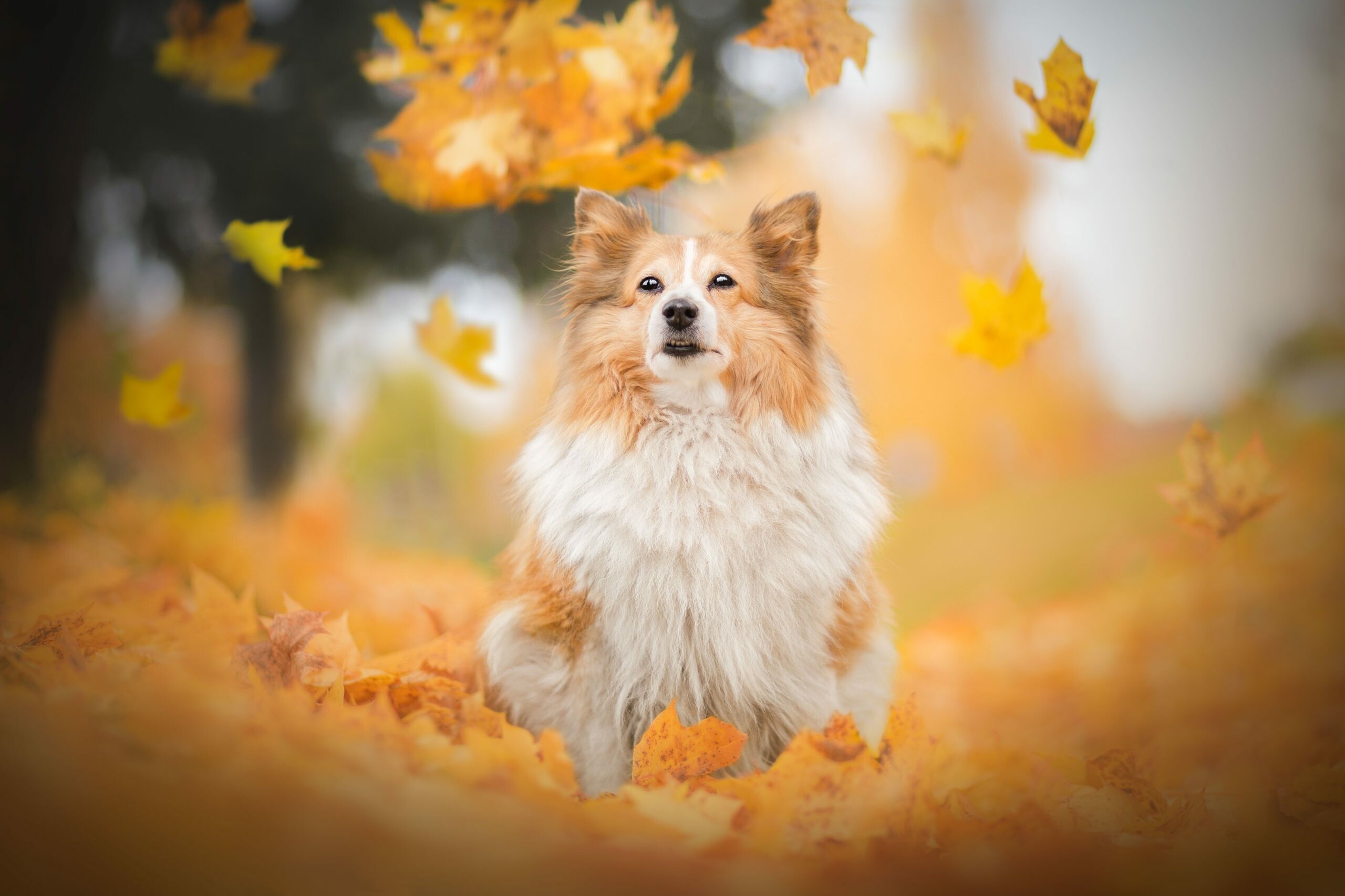 Autumn leaves, Papillon Dog Wallpaper, 2560x1710 HD Desktop