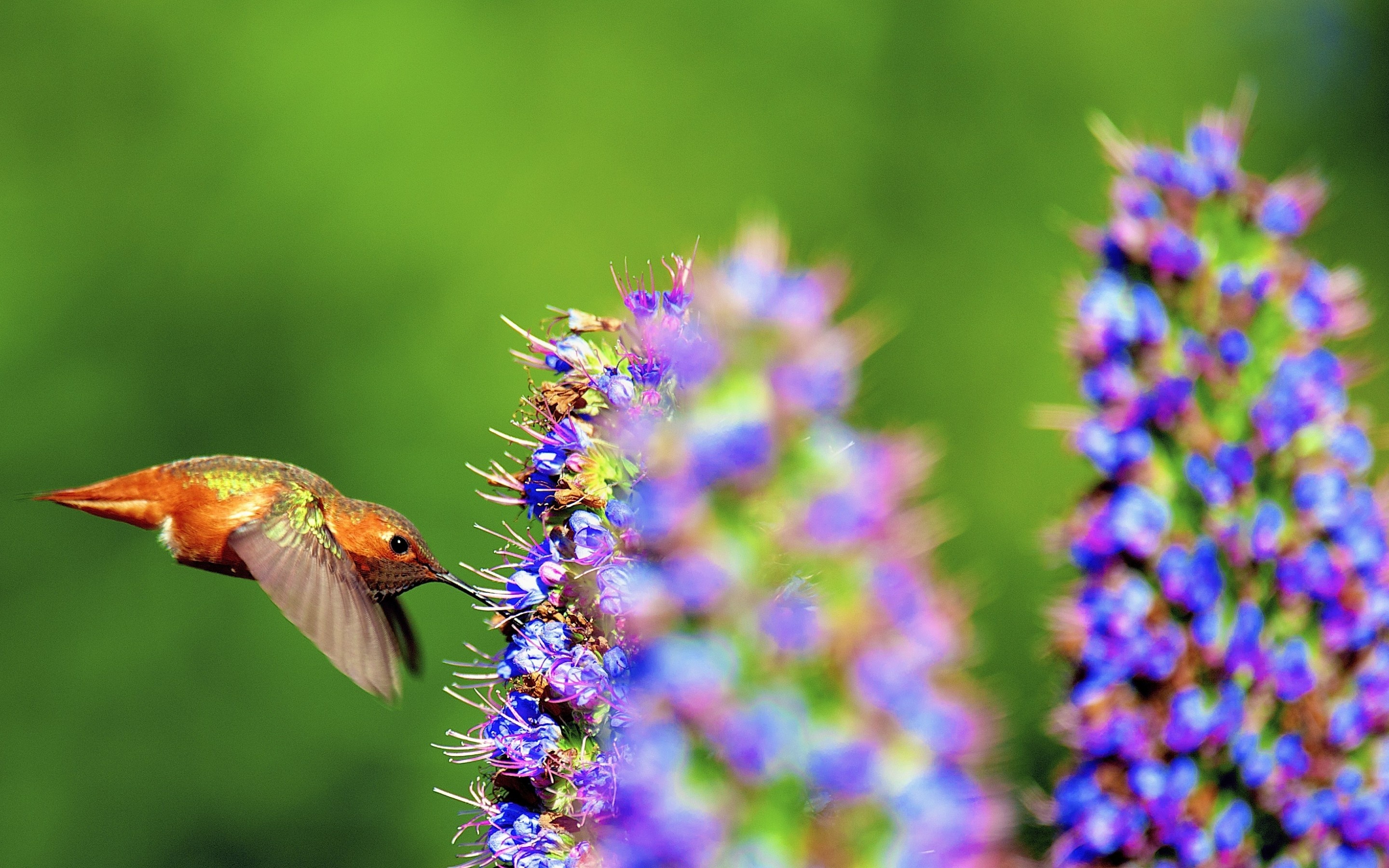 Hummingbird, HD wallpaper, Background image, 2880x1800 HD Desktop