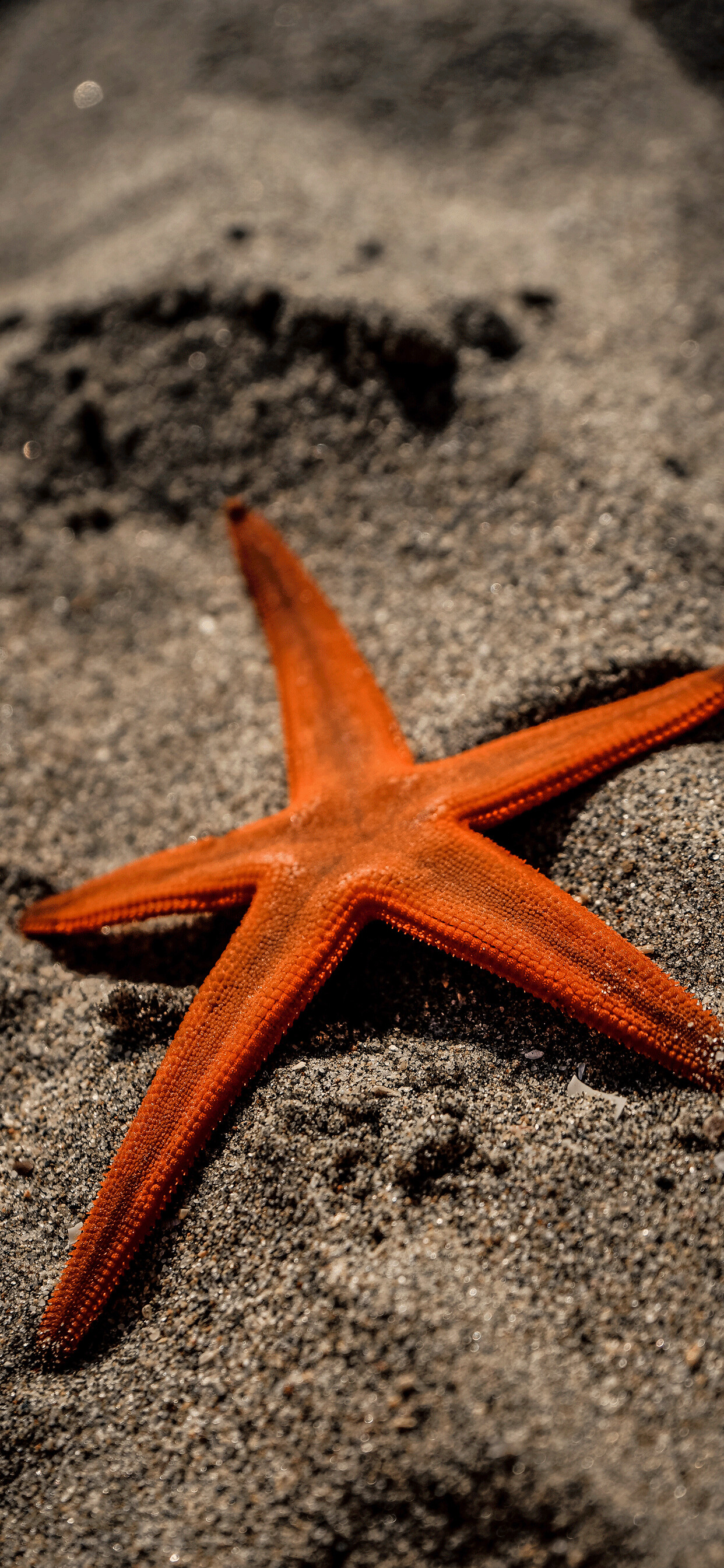 Starfish wallpaper, iPhone 11 pro max, 1250x2690 HD Phone