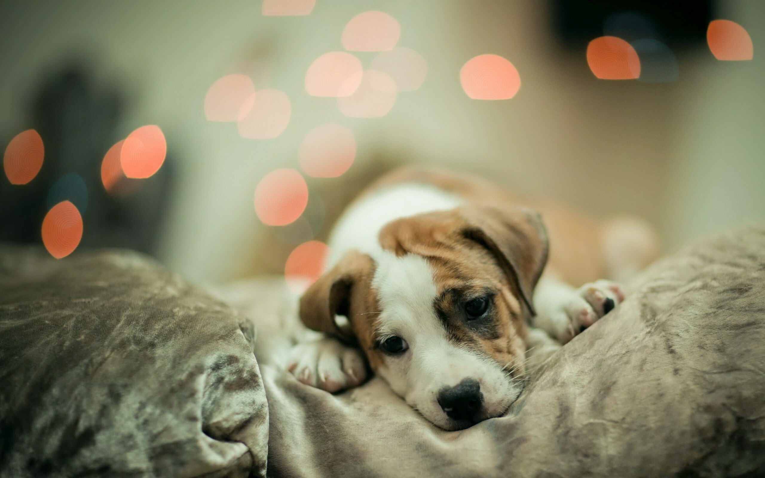 Cute doggy, Adorable pet, Lovely wallpaper, 2560x1600 HD Desktop