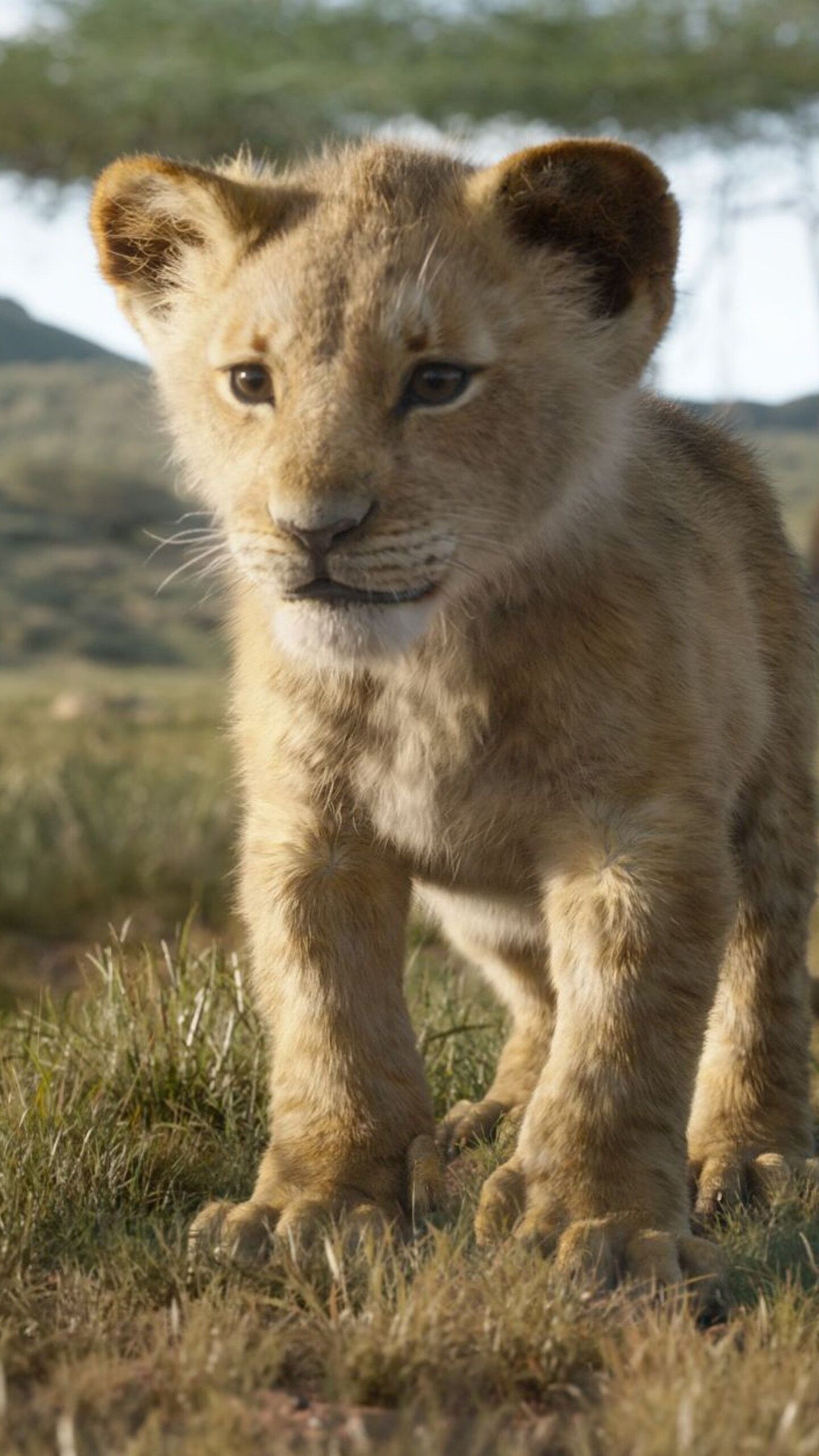 The Lion King, Simba, Samsung Galaxy S6, 1440x2560 HD Phone