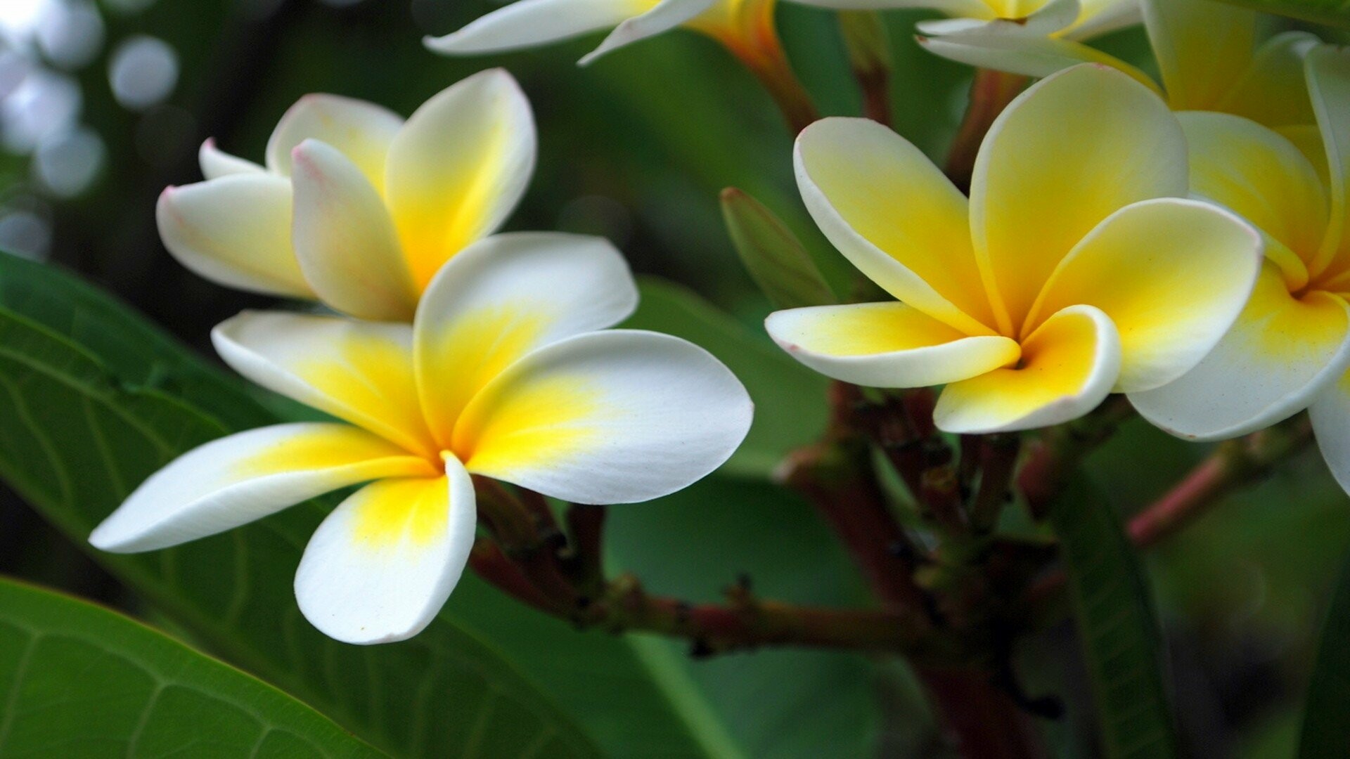 Full HD plumeria wallpaper, Exquisite beauty, High-resolution, Desktop perfection, 1920x1080 Full HD Desktop