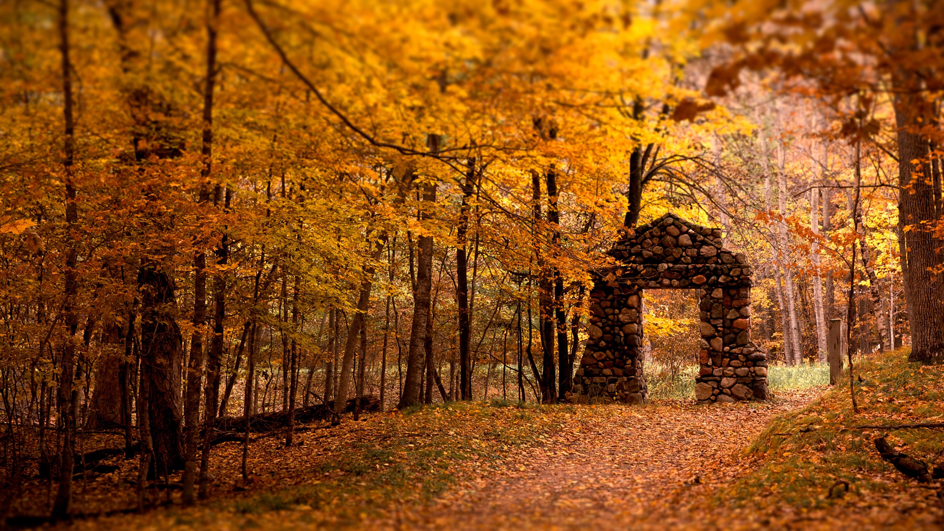 Autumn leaves tree wallpaper, 4K Ultra HD, Nature's tapestry, Fall inspiration, 3840x2160 4K Desktop