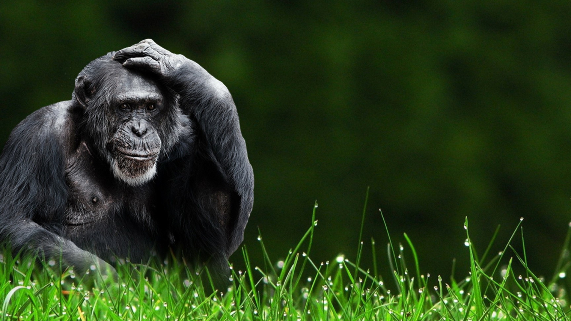 Monkey background, HD wallpapers, 1920x1080 Full HD Desktop