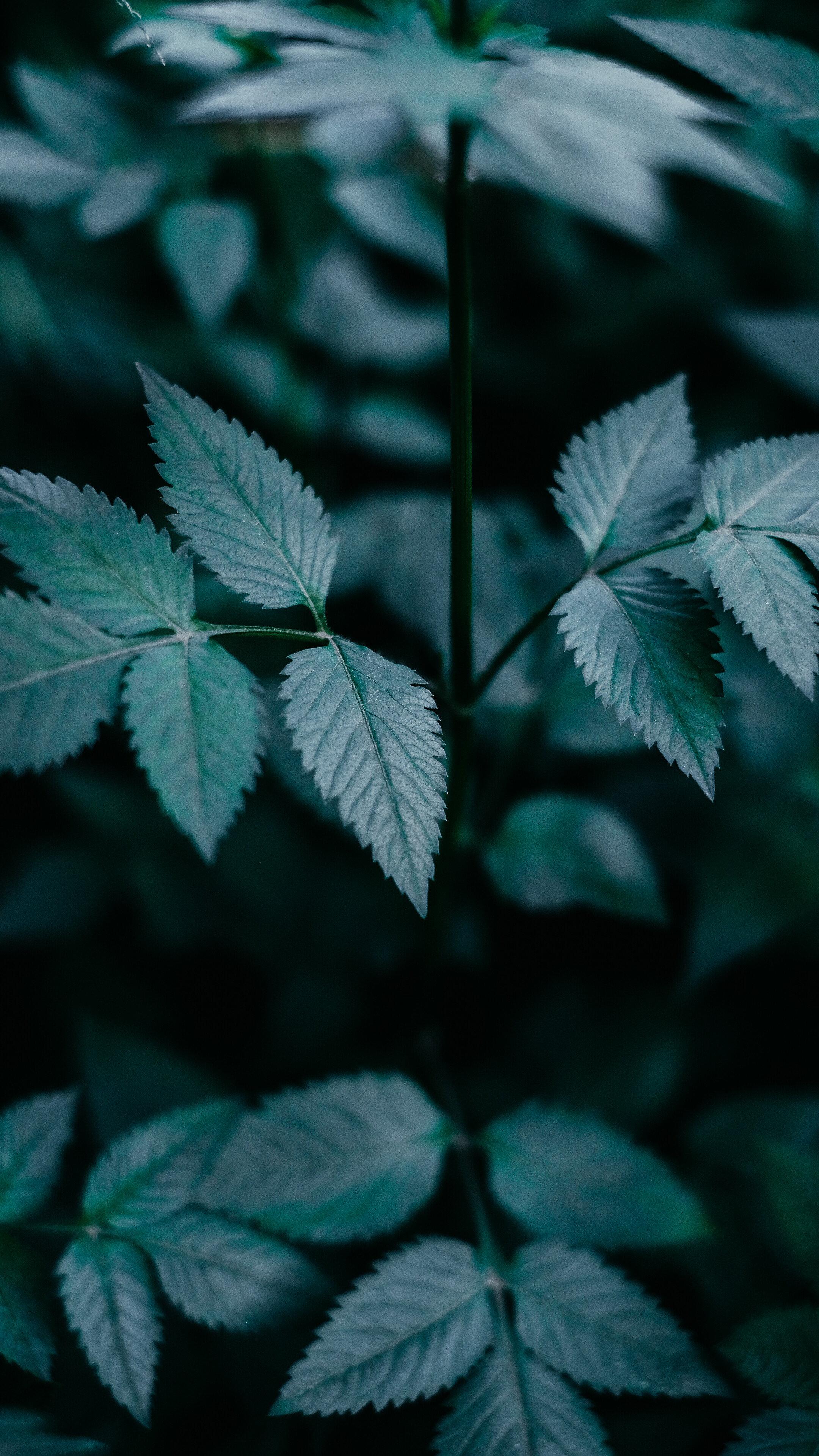 Green leaf close-up, Detailed photography, Natural plant beauty, Stock photo showcase, 2160x3840 HD Phone