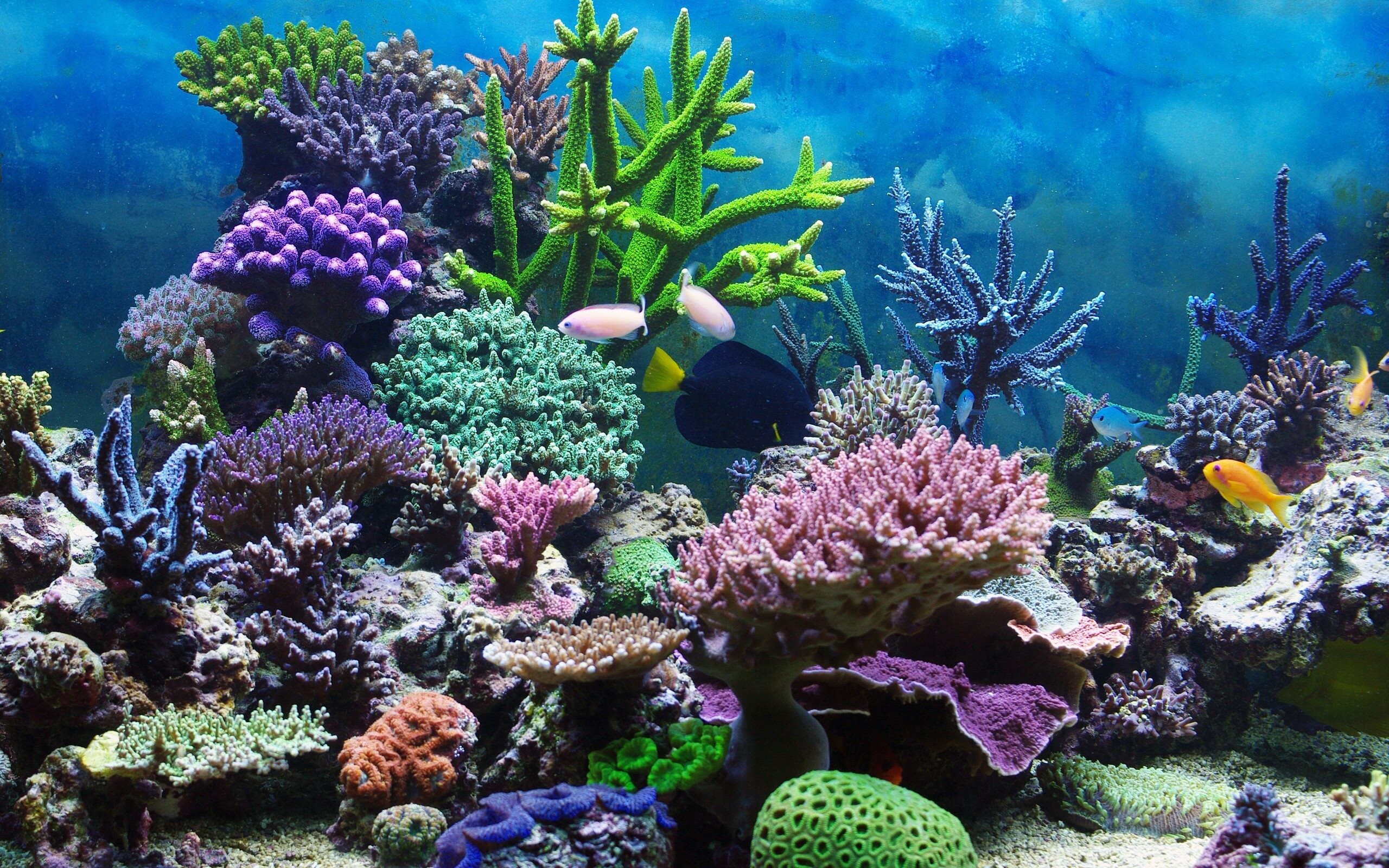 Corals, Coral Reefs Wallpaper, 2560x1600 HD Desktop