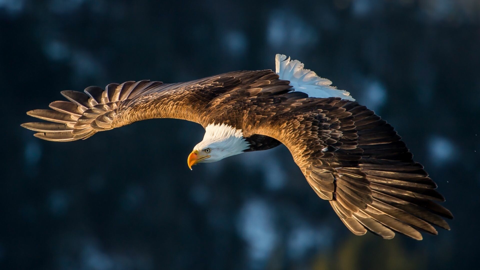 Flight, Eagles Wallpaper, 1920x1080 Full HD Desktop